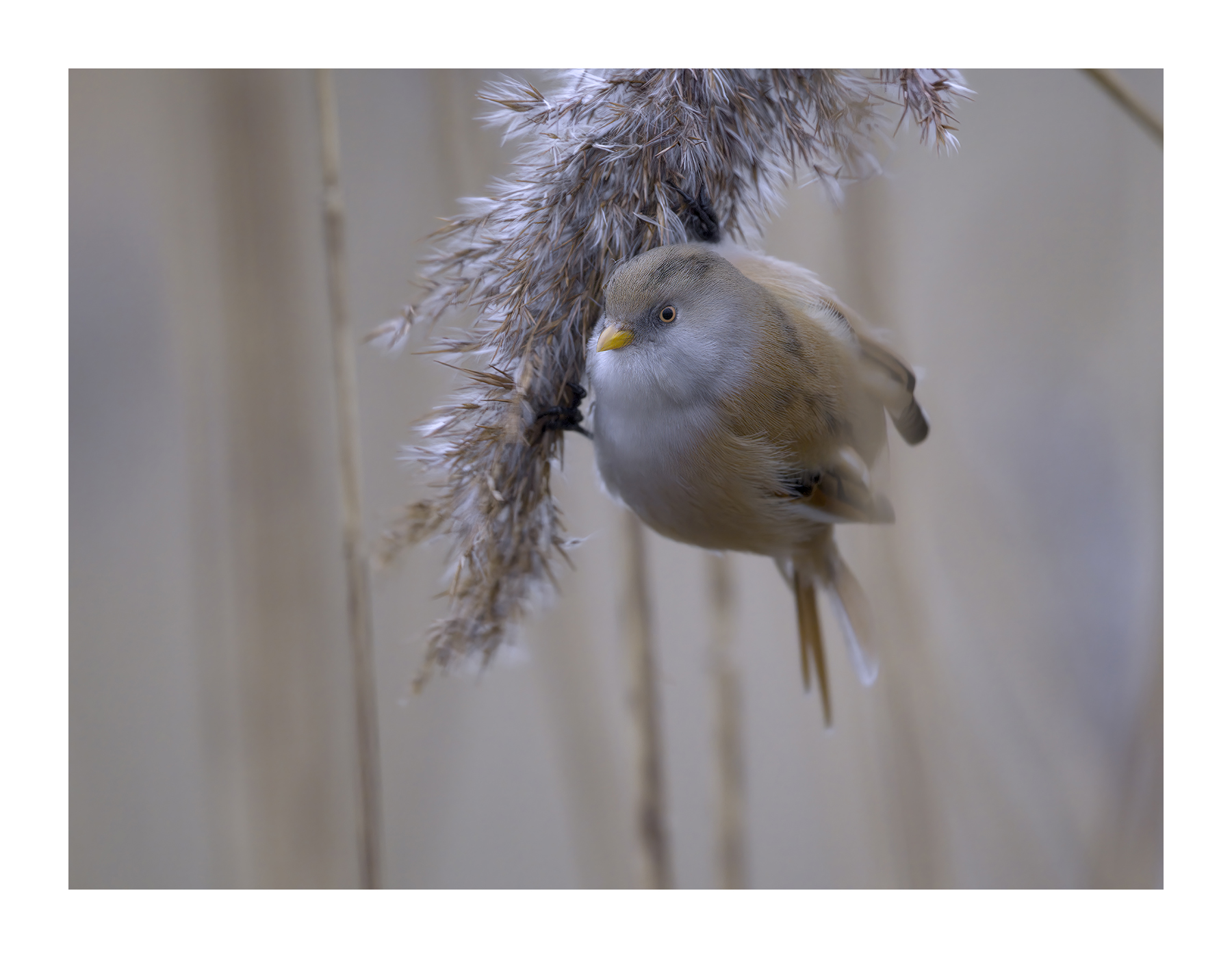 DSCF3434-croppedg.jpg