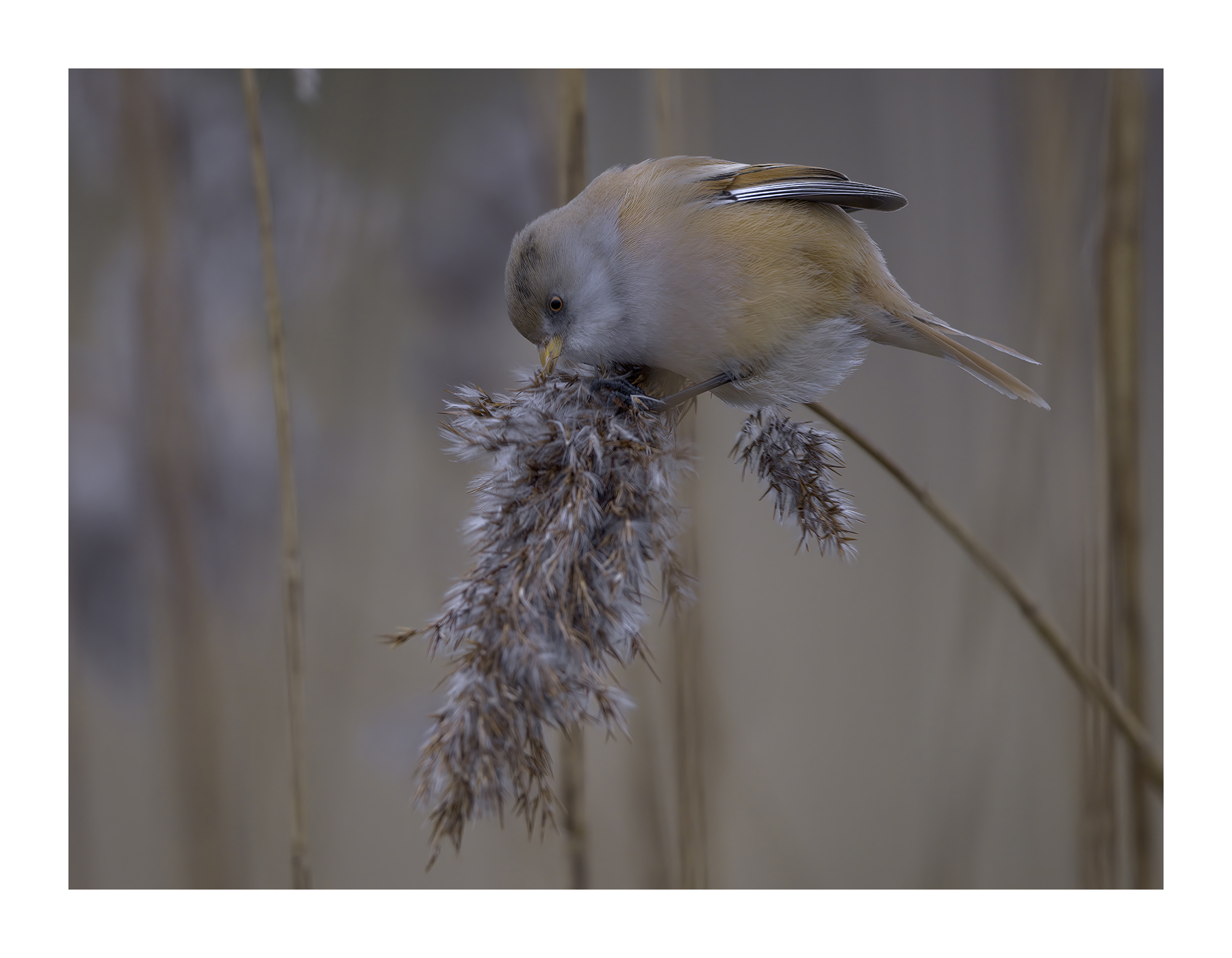 DSCF3438-croppedg.jpg