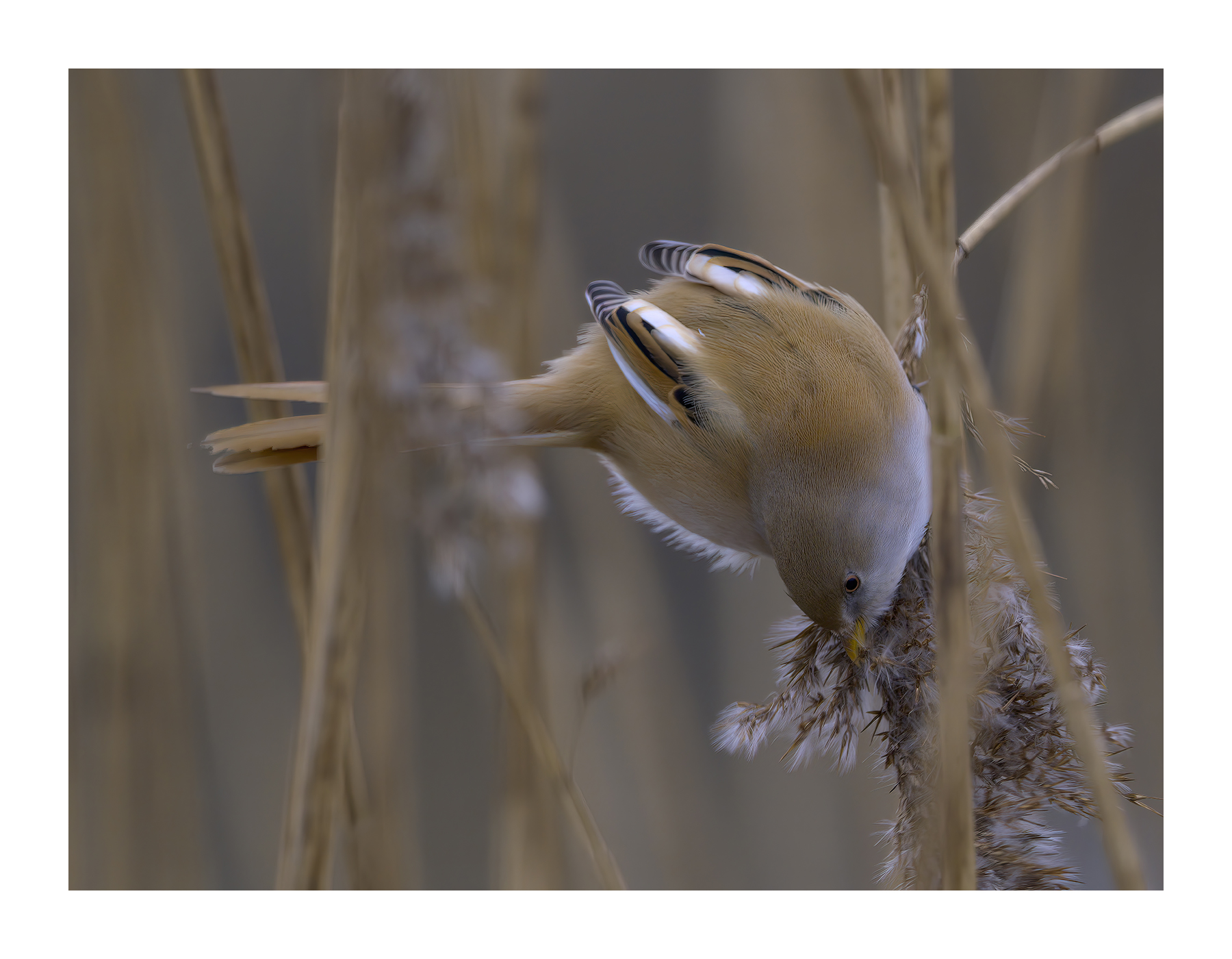 DSCF3601-croppedg.jpg