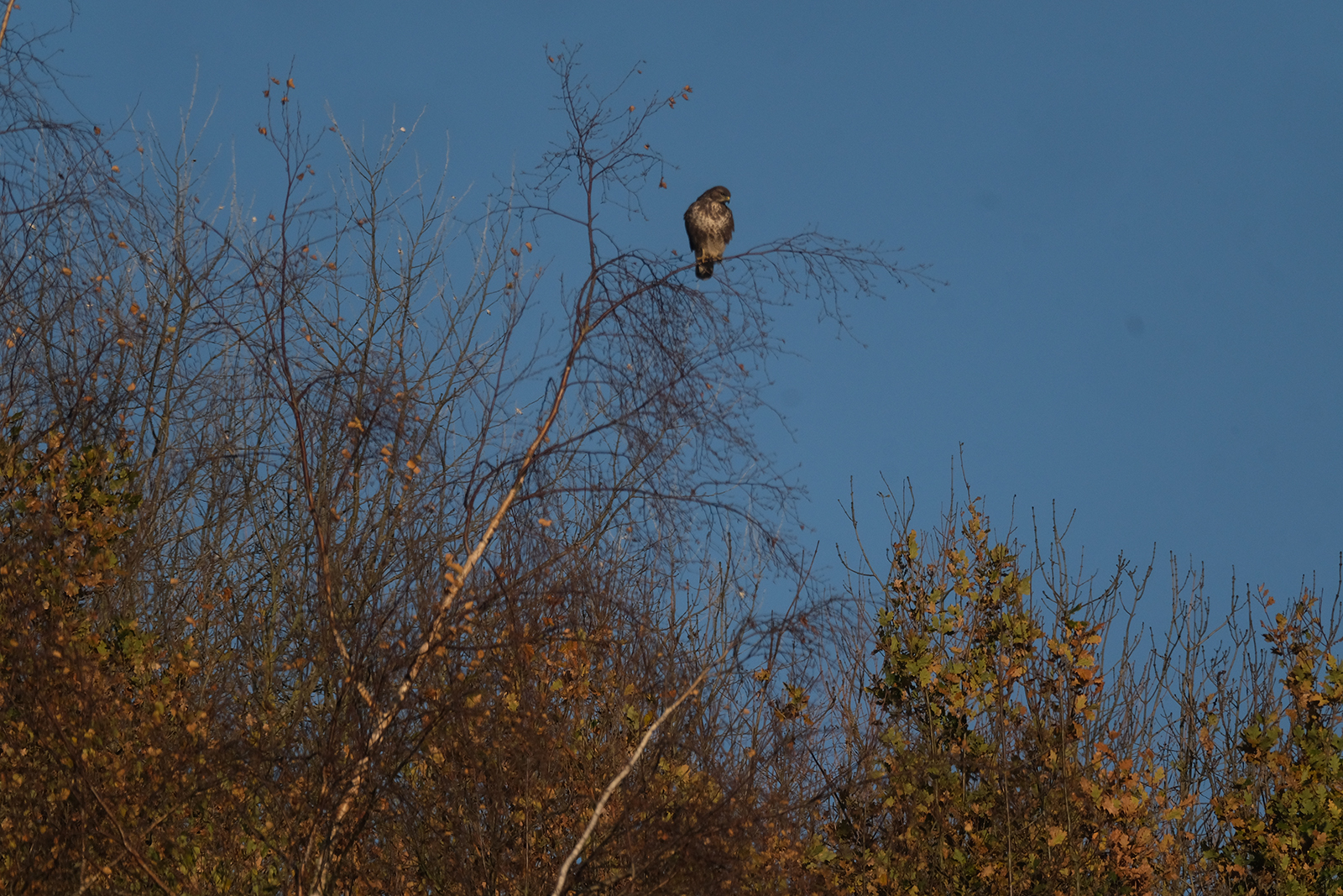 DSCF0281.jpg