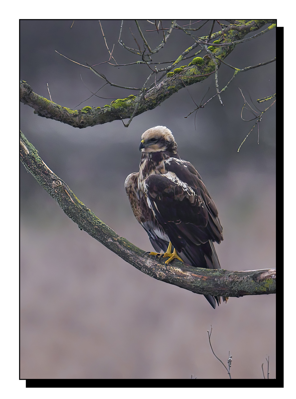 _60A7357-gigapixel-art-scale-3_00x.jpg