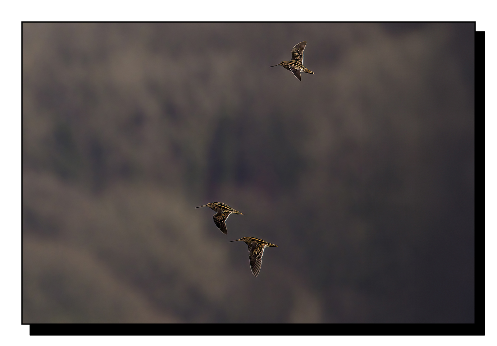 _60A7555-gigapixel-art-scale-3_00x.jpg