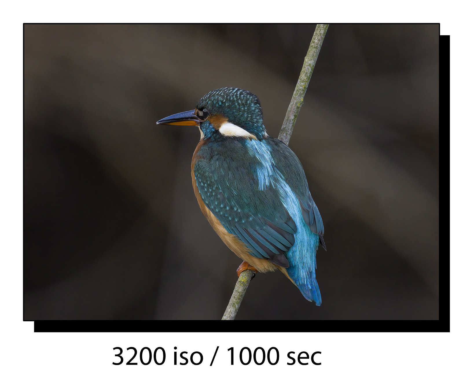 _60A7894-gigapixel-art-scale-2_00x.jpg