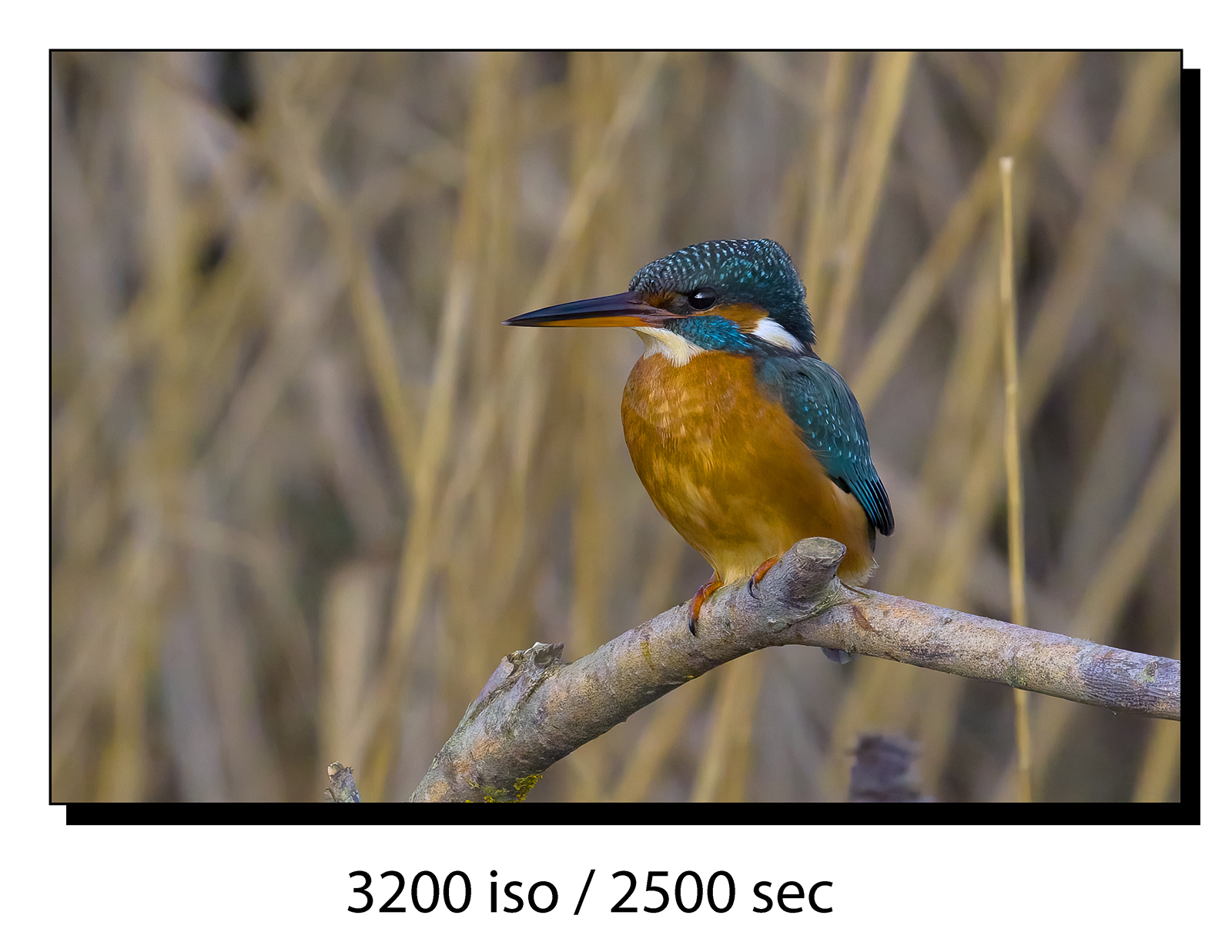 _60A7909-gigapixel-art-scale-2_00x.jpg