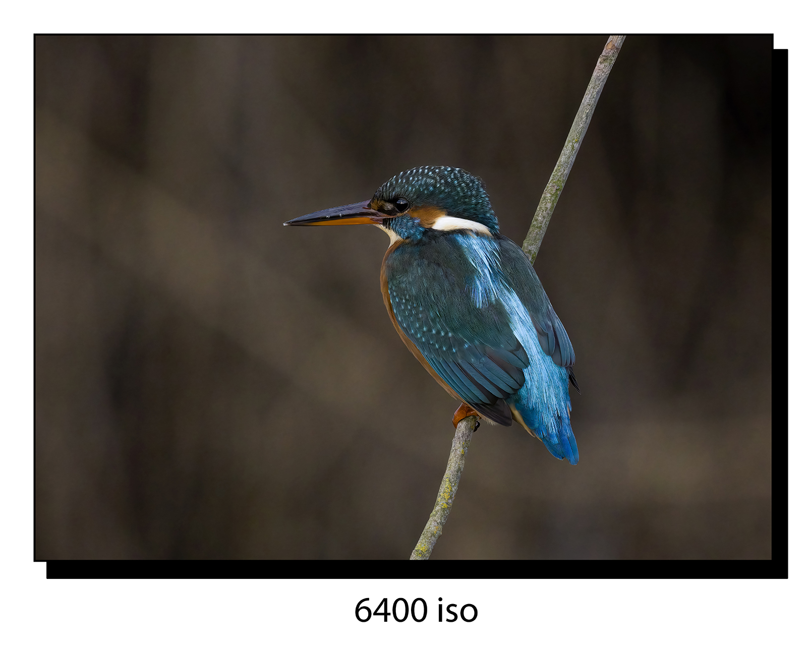 _60A7931-gigapixel-art-scale-2_00x.jpg