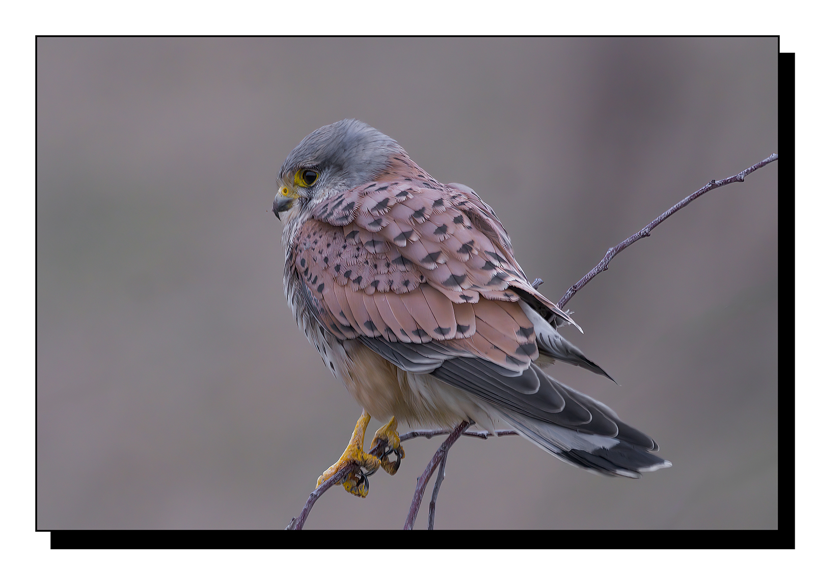 DSCF0771-gigapixel-art-scale-2_00x.jpg