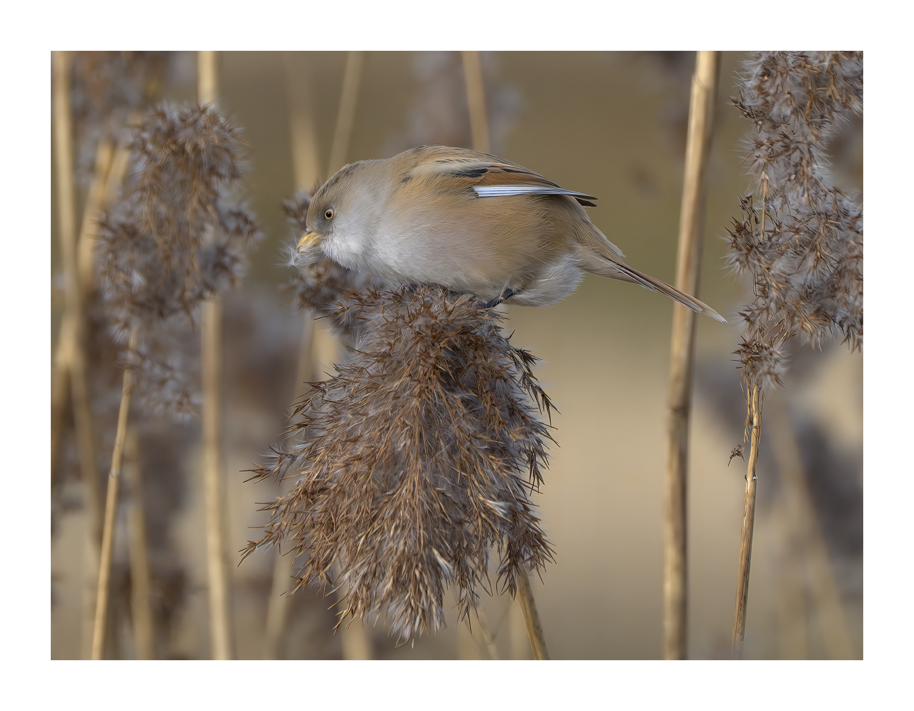 DSCF7755-croppedg.jpg