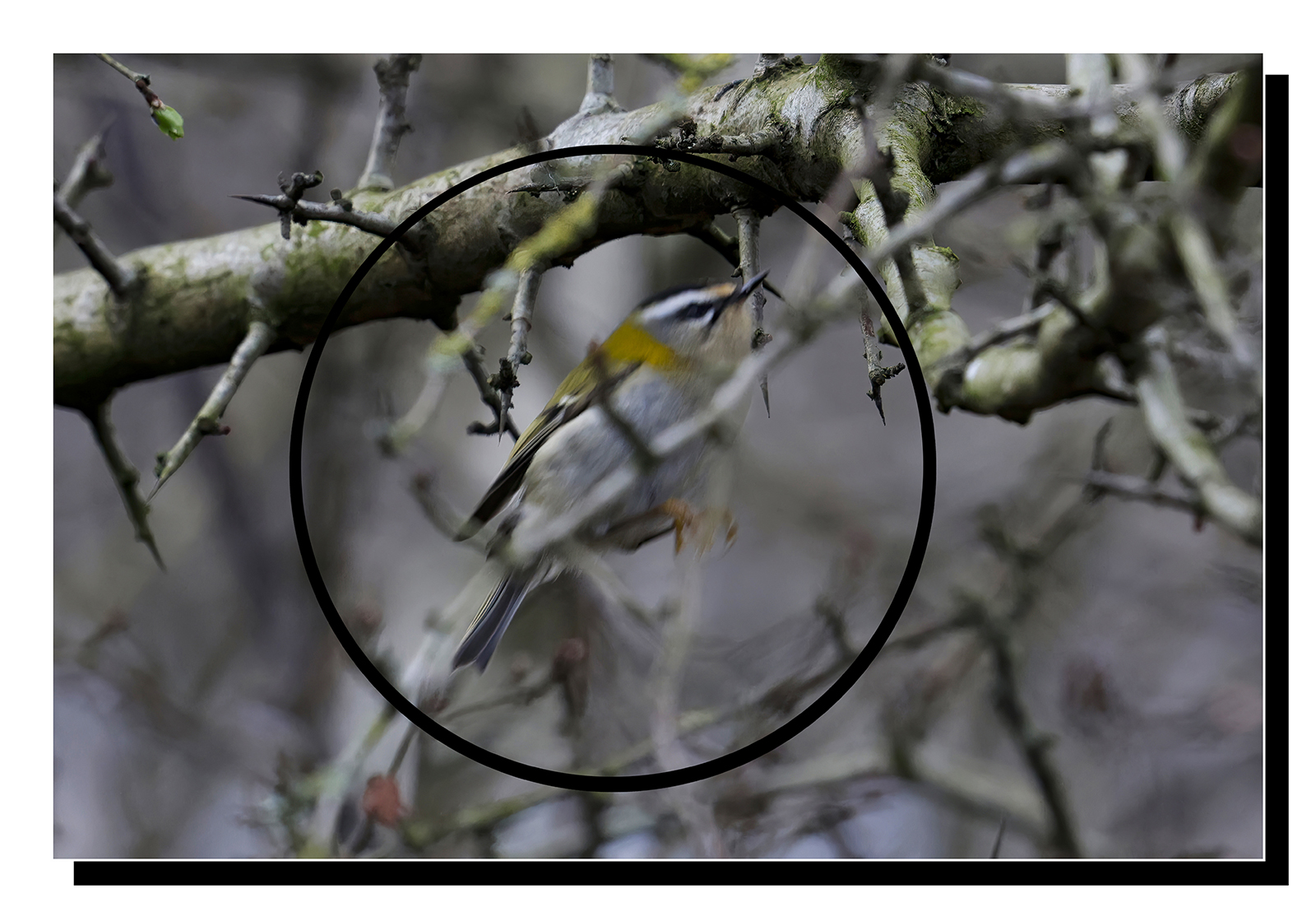 _60A9531-gigapixel-art-scale-2_00x.jpg