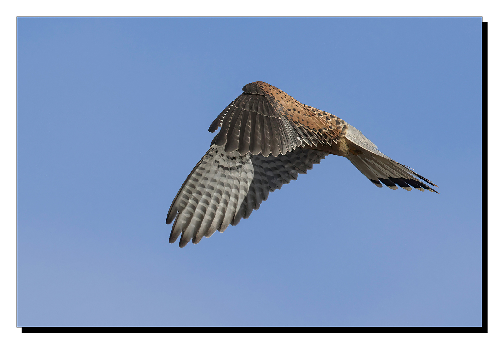 _60A9638-gigapixel-art-scale-2_00x.jpg
