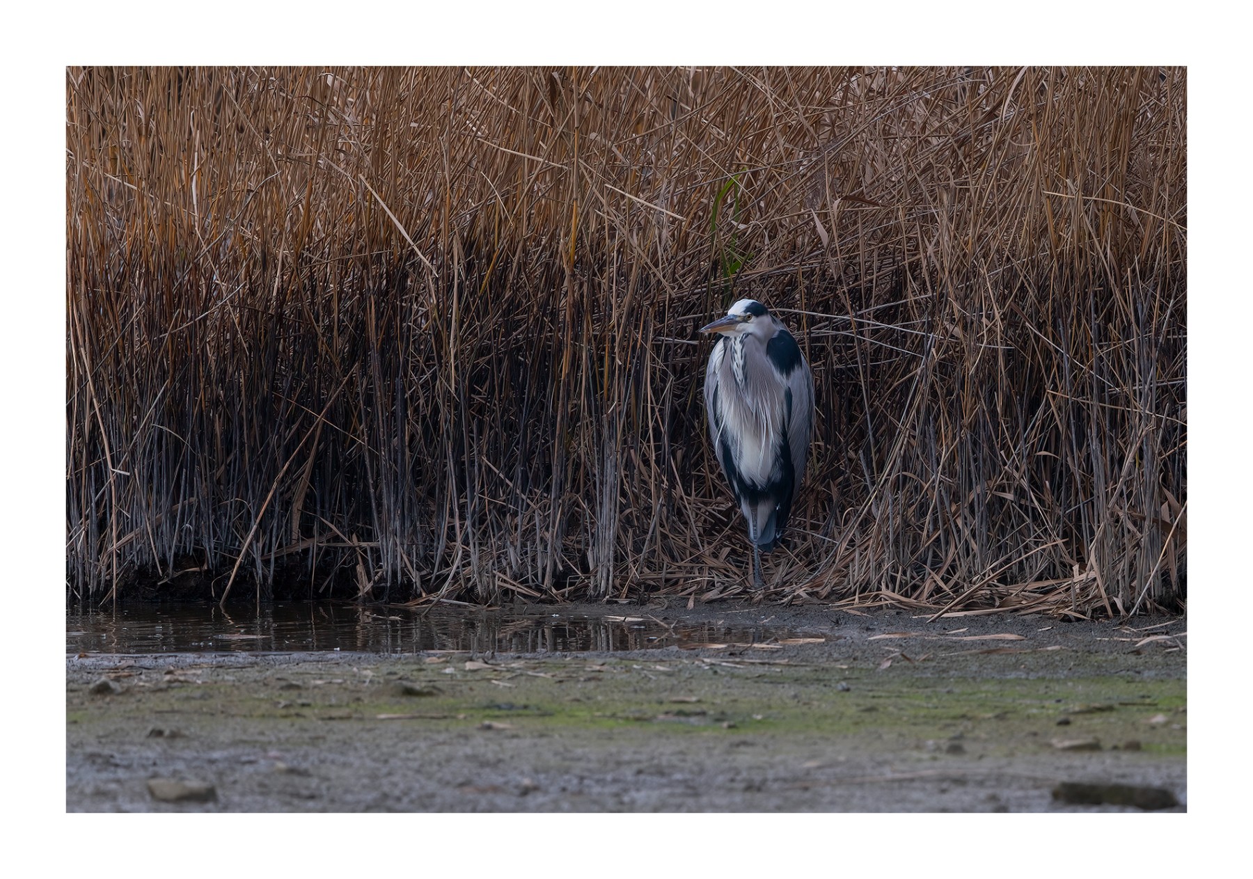 DSCF5763-2.jpg