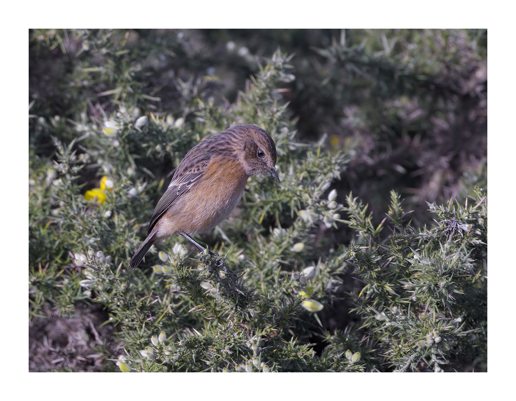 DSCF5107-croppedg.jpg