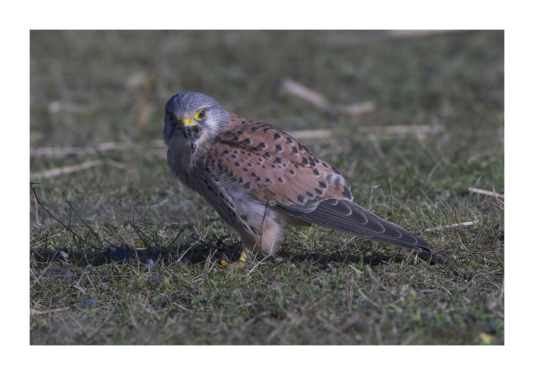 DSCF4342-croppedg.jpg