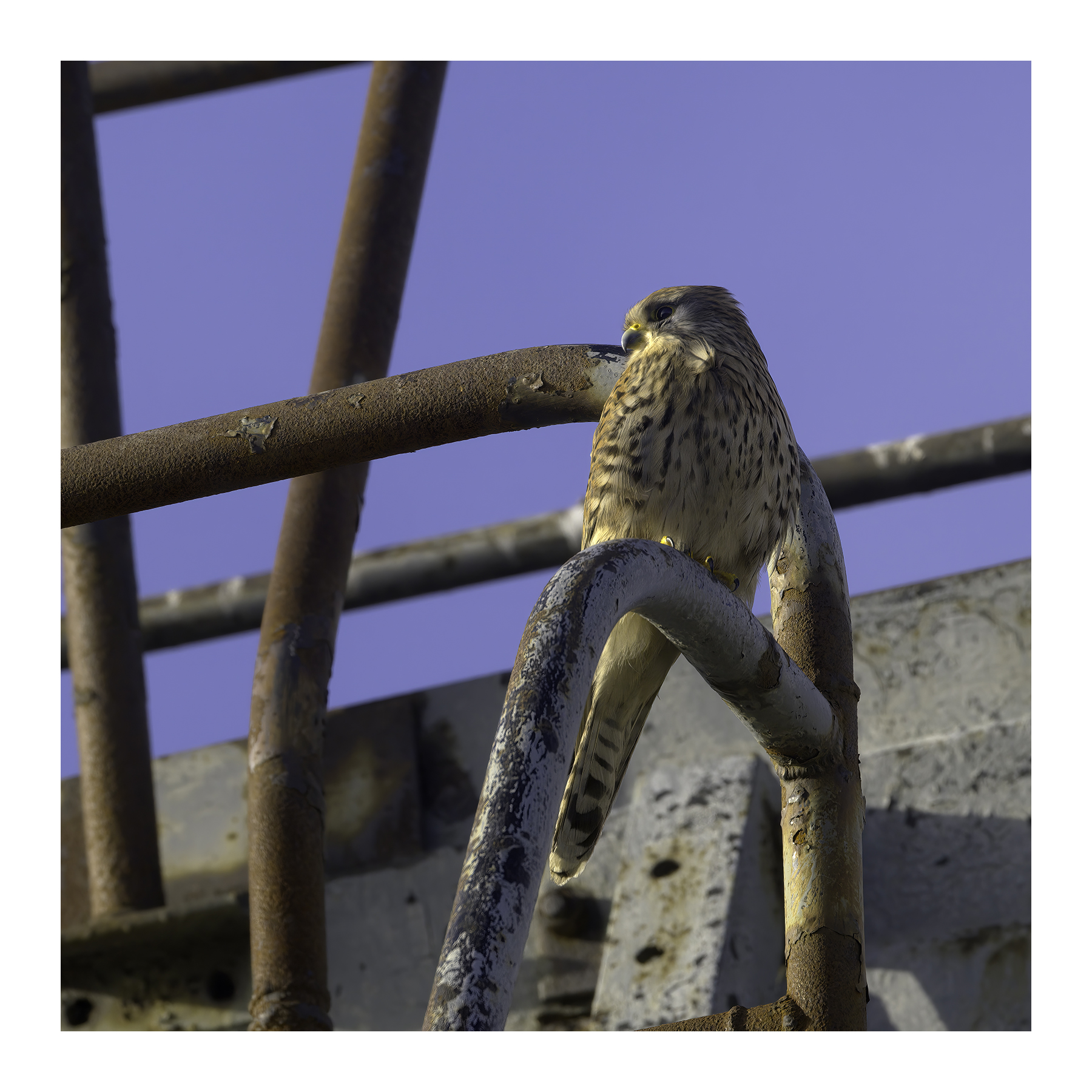 DSCF4790-croppedg.jpg