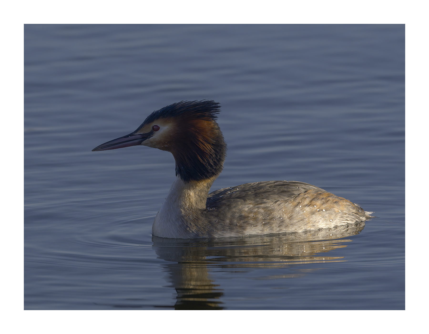 DSCF4137-croppedg.jpg