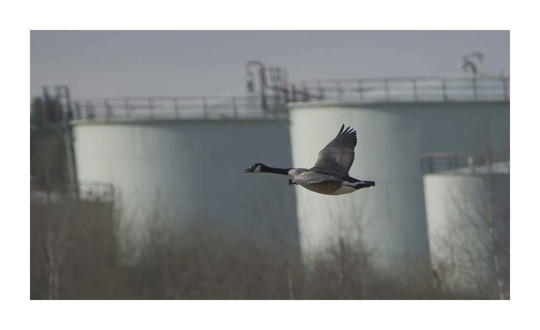 DSCF6711-croppedg.jpg