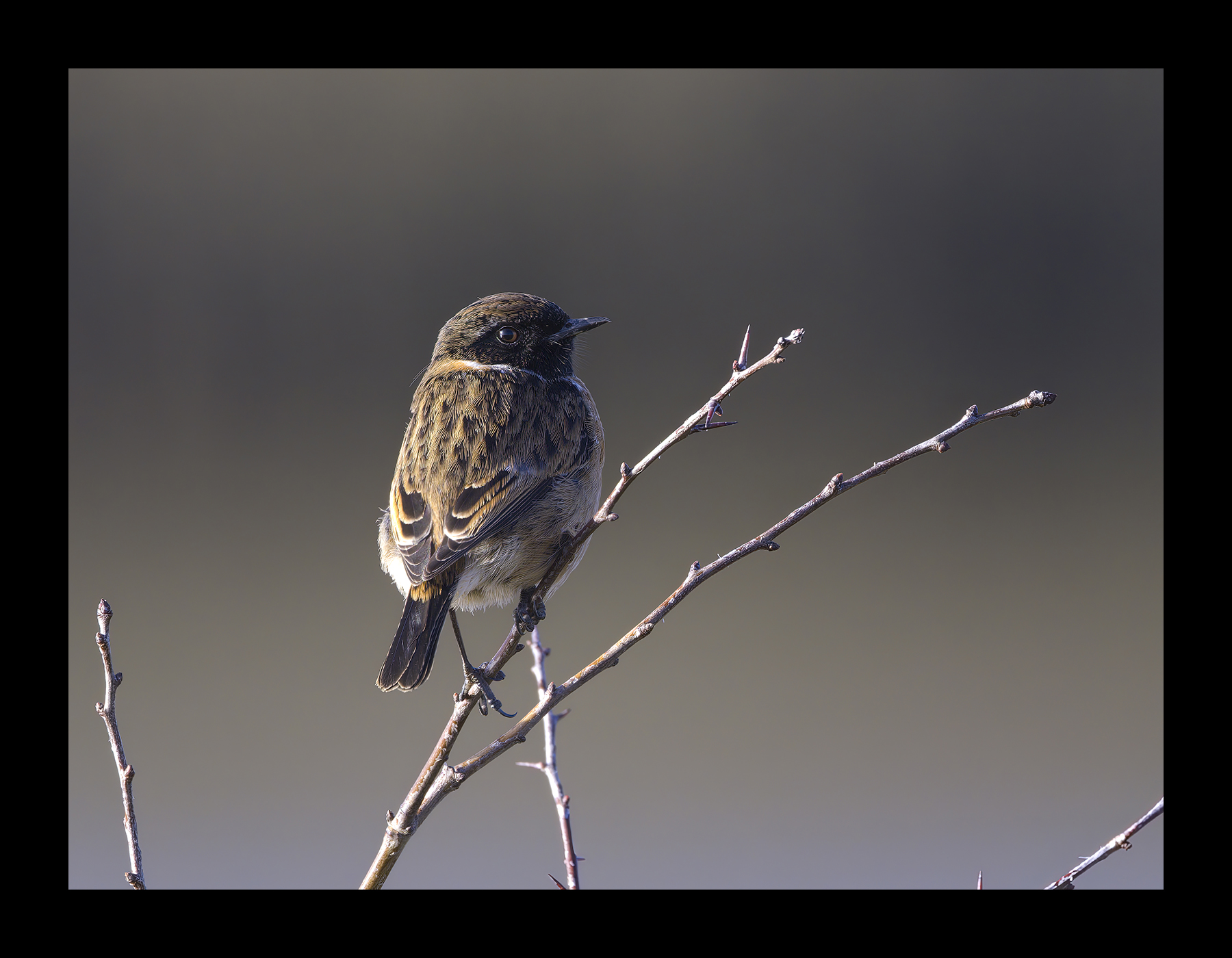 DSCF8249-croppedg.jpg