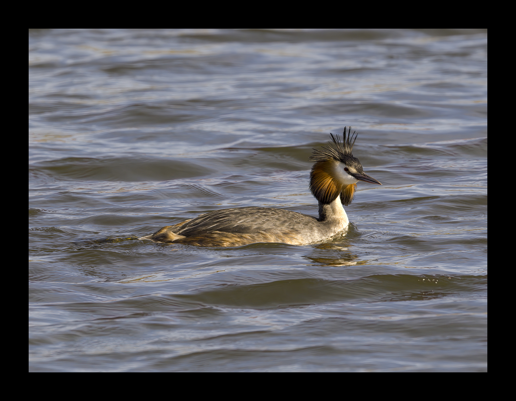 DSCF0491-croppedg.jpg