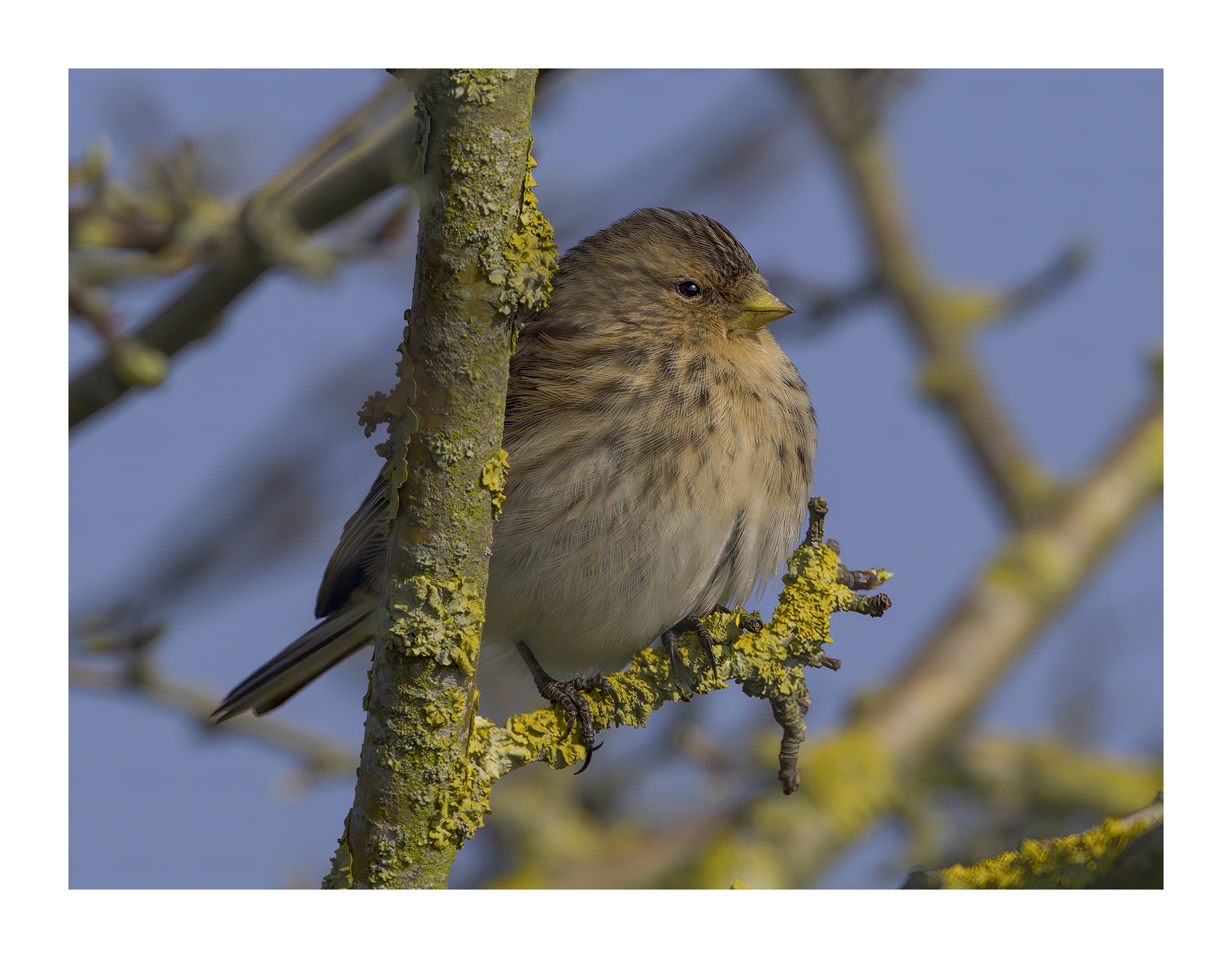 DSCF1642-croppedg.jpg
