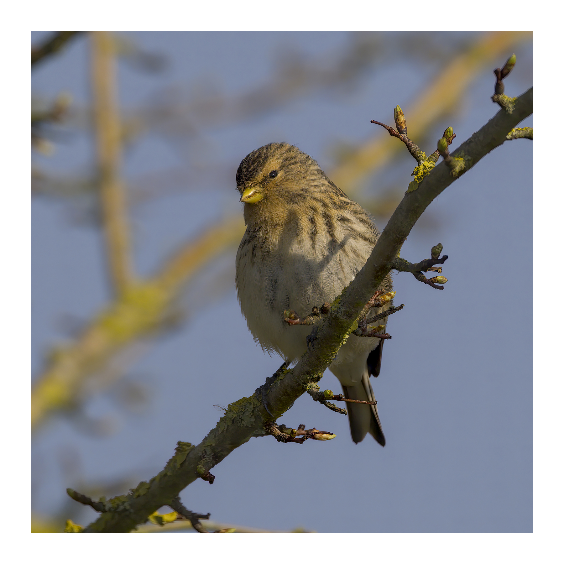 DSCF1682-croppedg.jpg