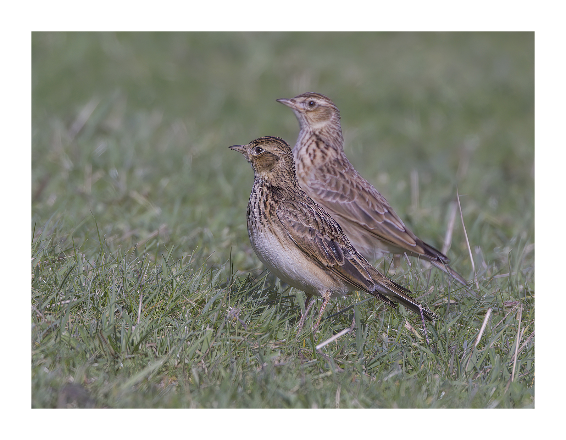 DSCF7634-croppedg.jpg