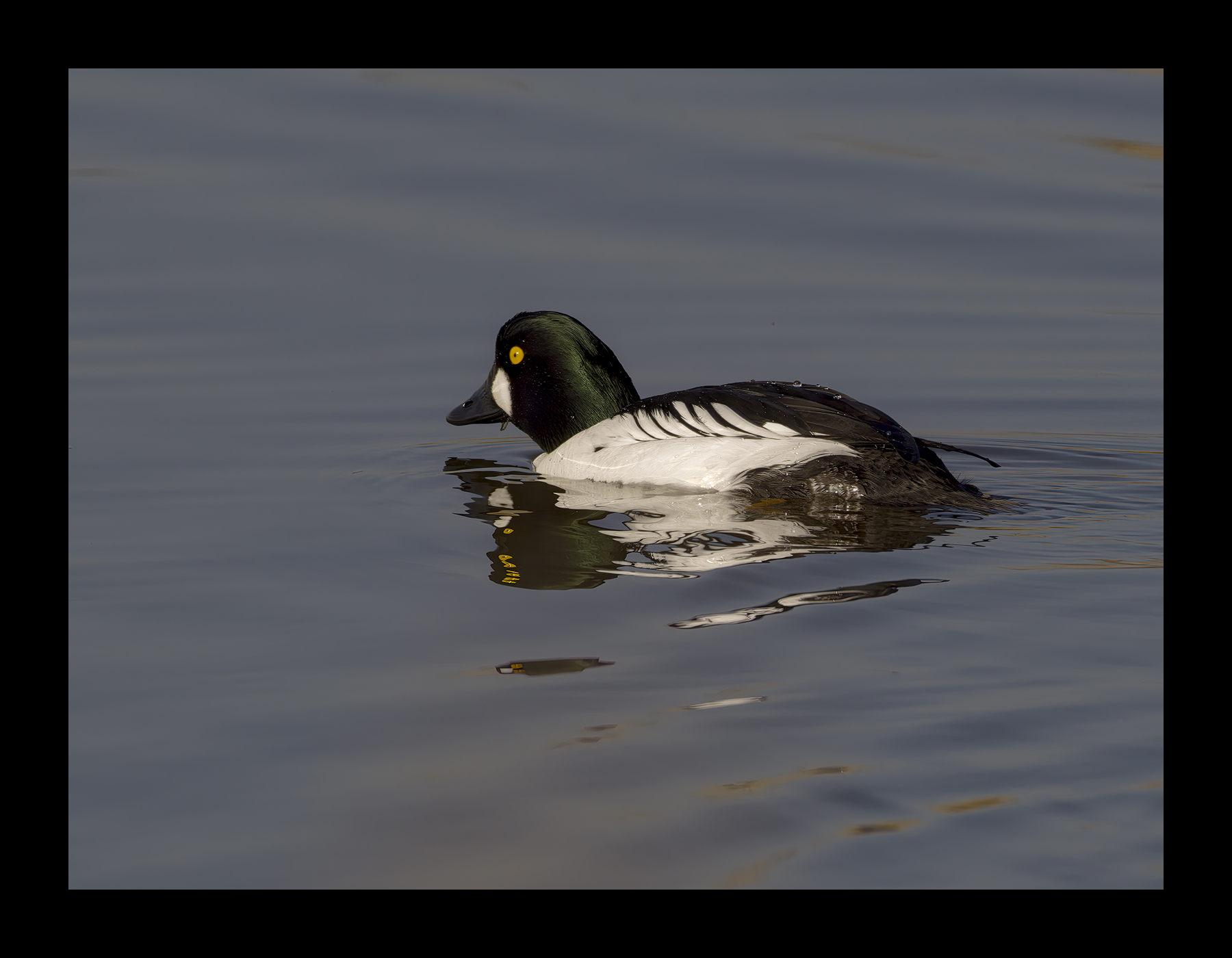 DSCF2836-croppedg.jpg