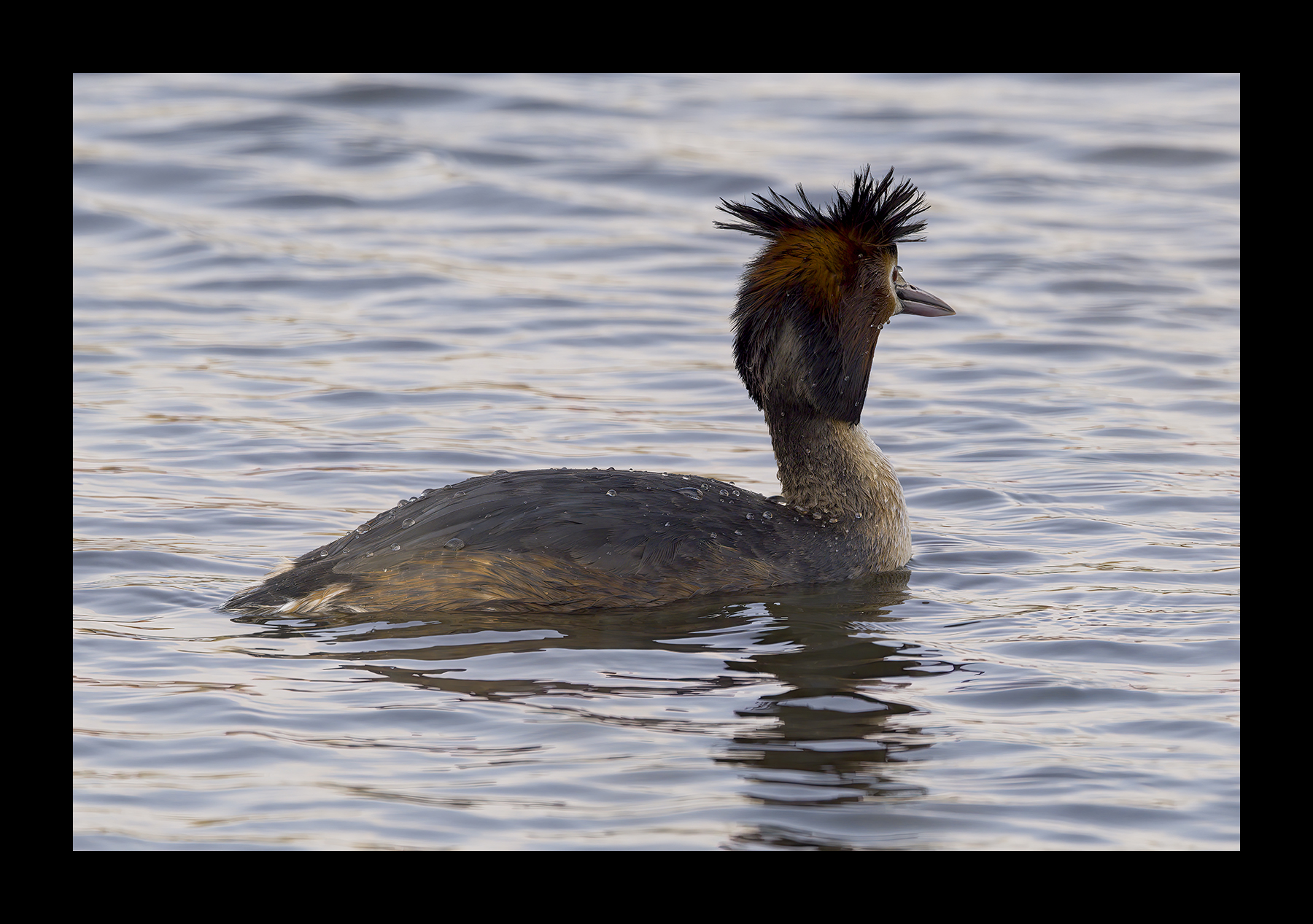 DSCF3746-croppedg.jpg