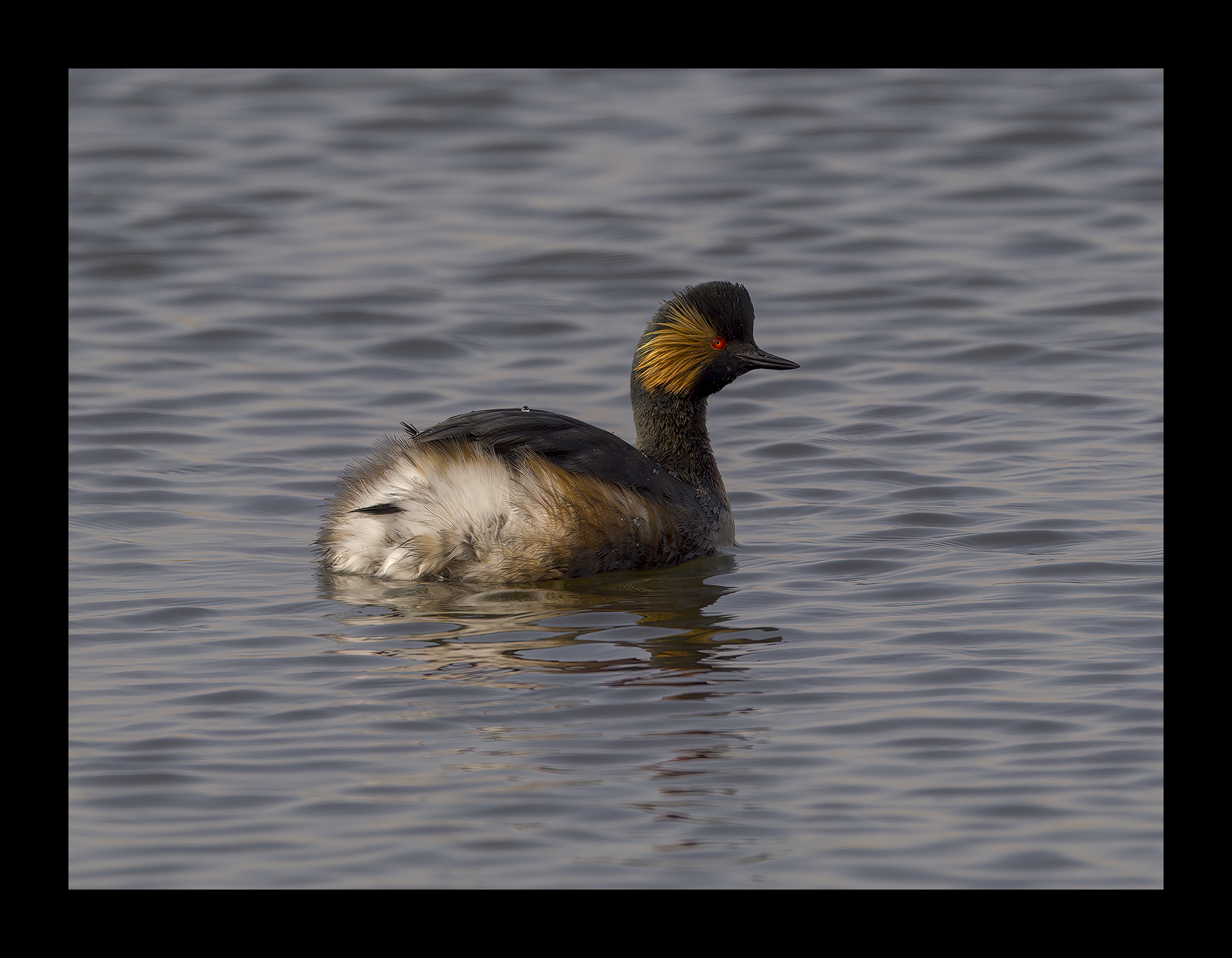 DSCF3818-croppedg.jpg