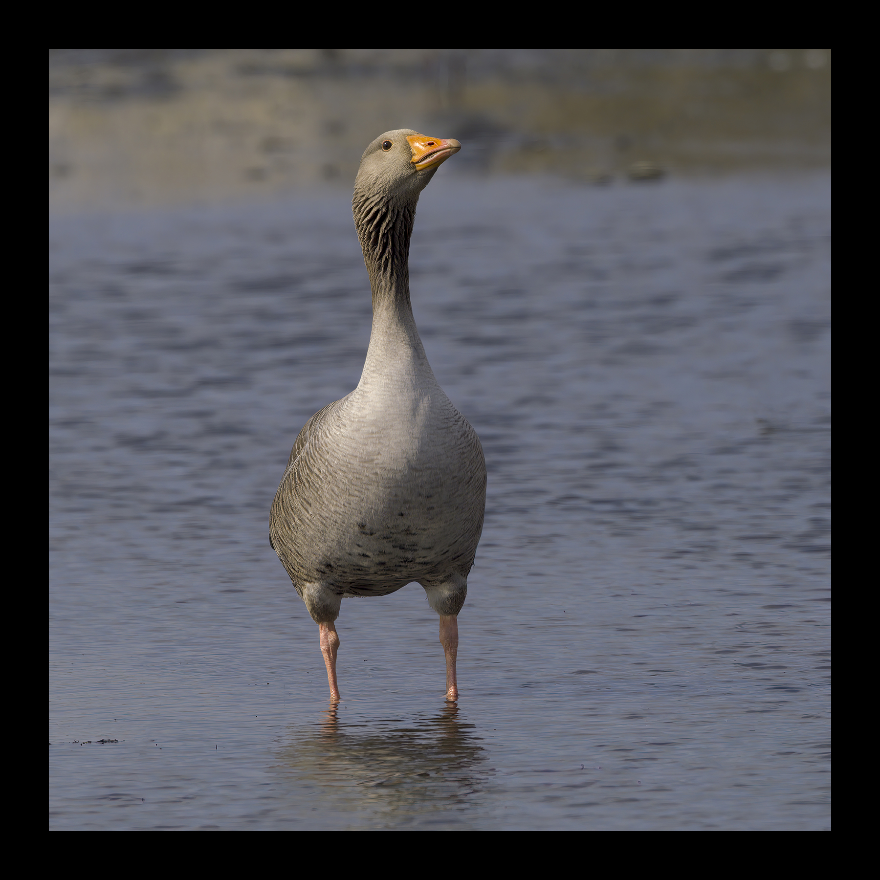 DSCF3971-croppedg.jpg