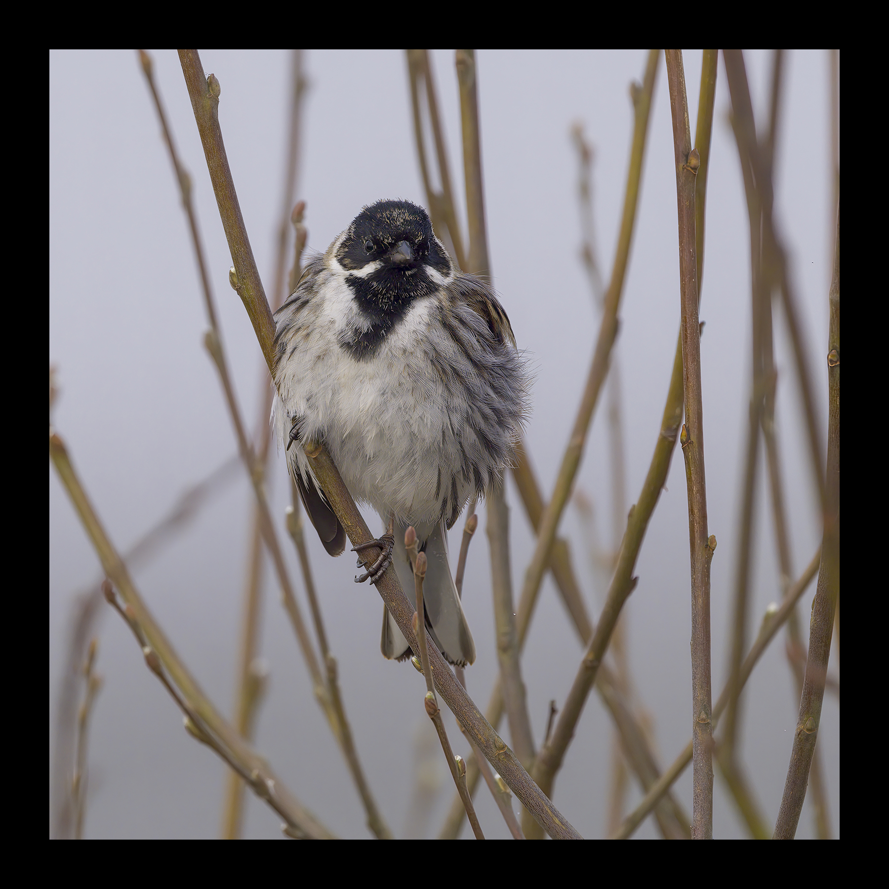 DSCF4451-croppedg.jpg