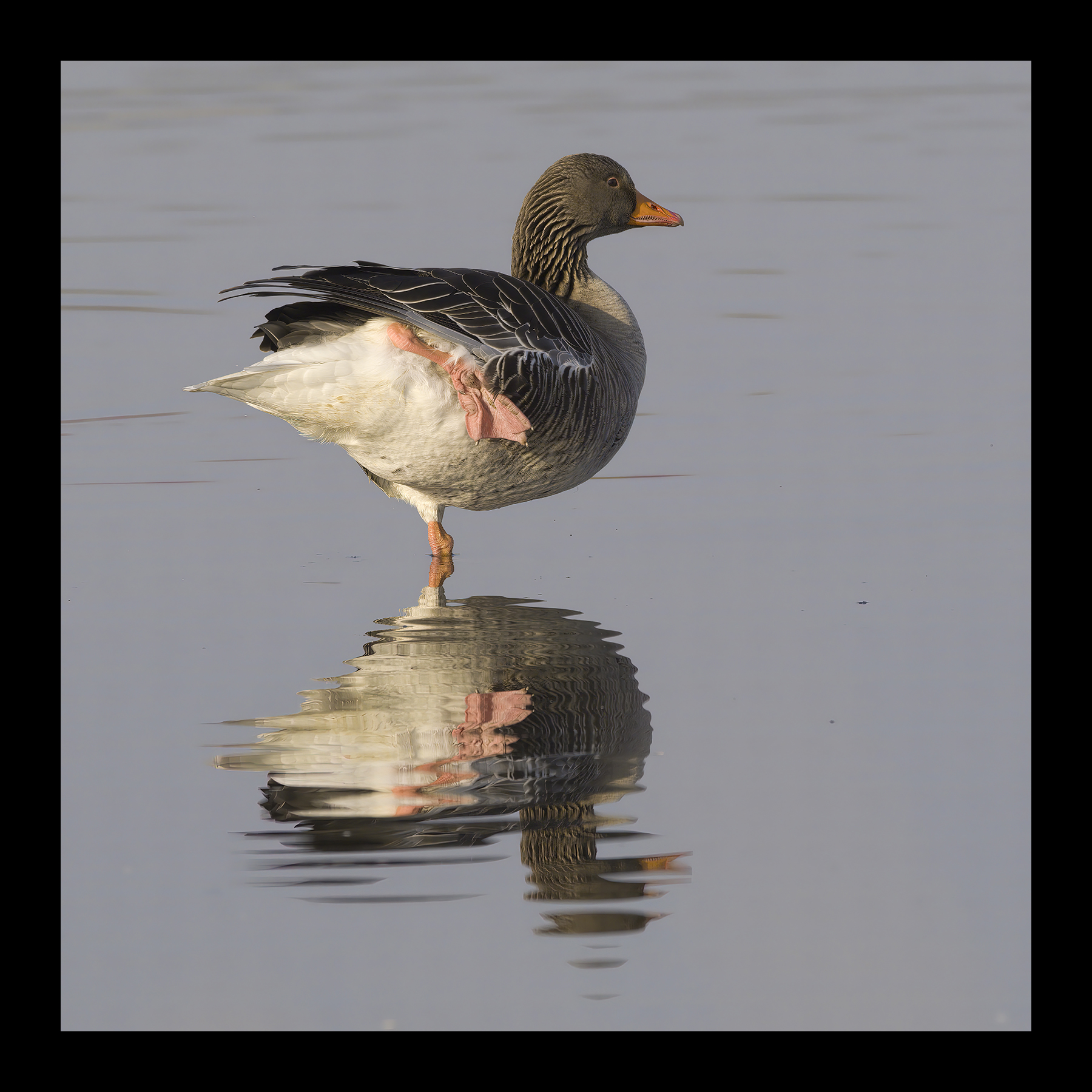 DSCF5002g-cropped.jpg