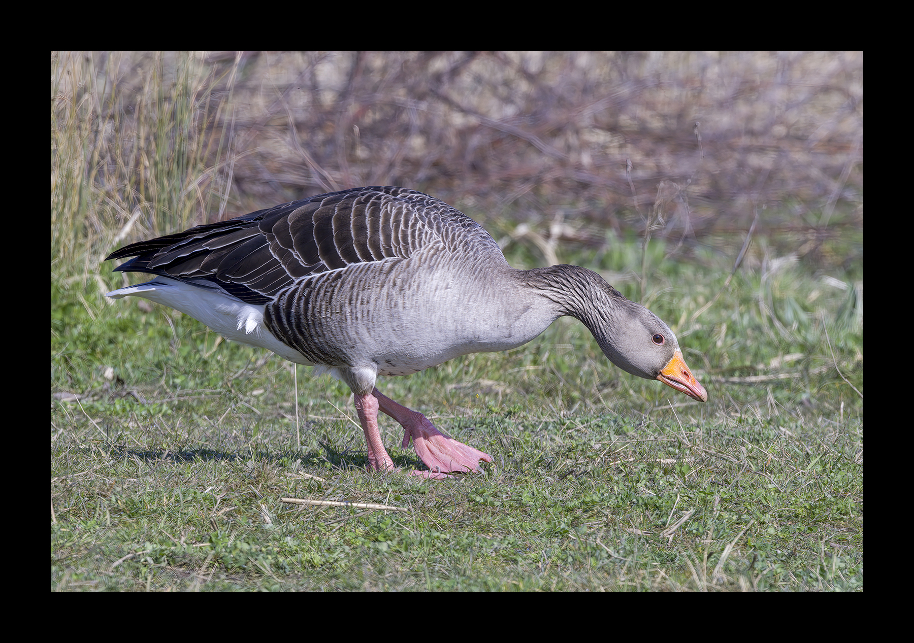 DSCF5523g-cropped.jpg