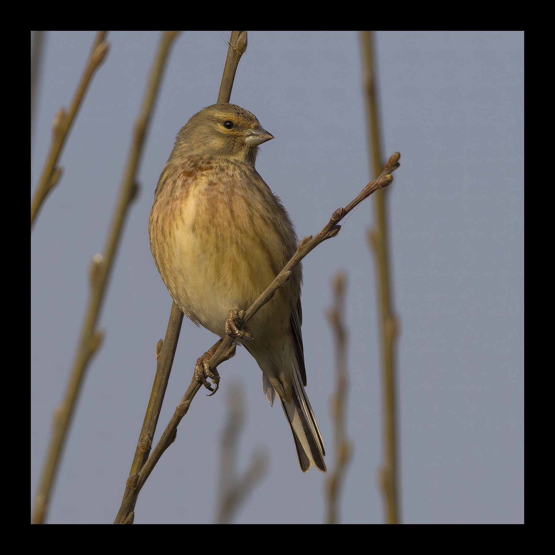 DSCF5274g-cropped.jpg