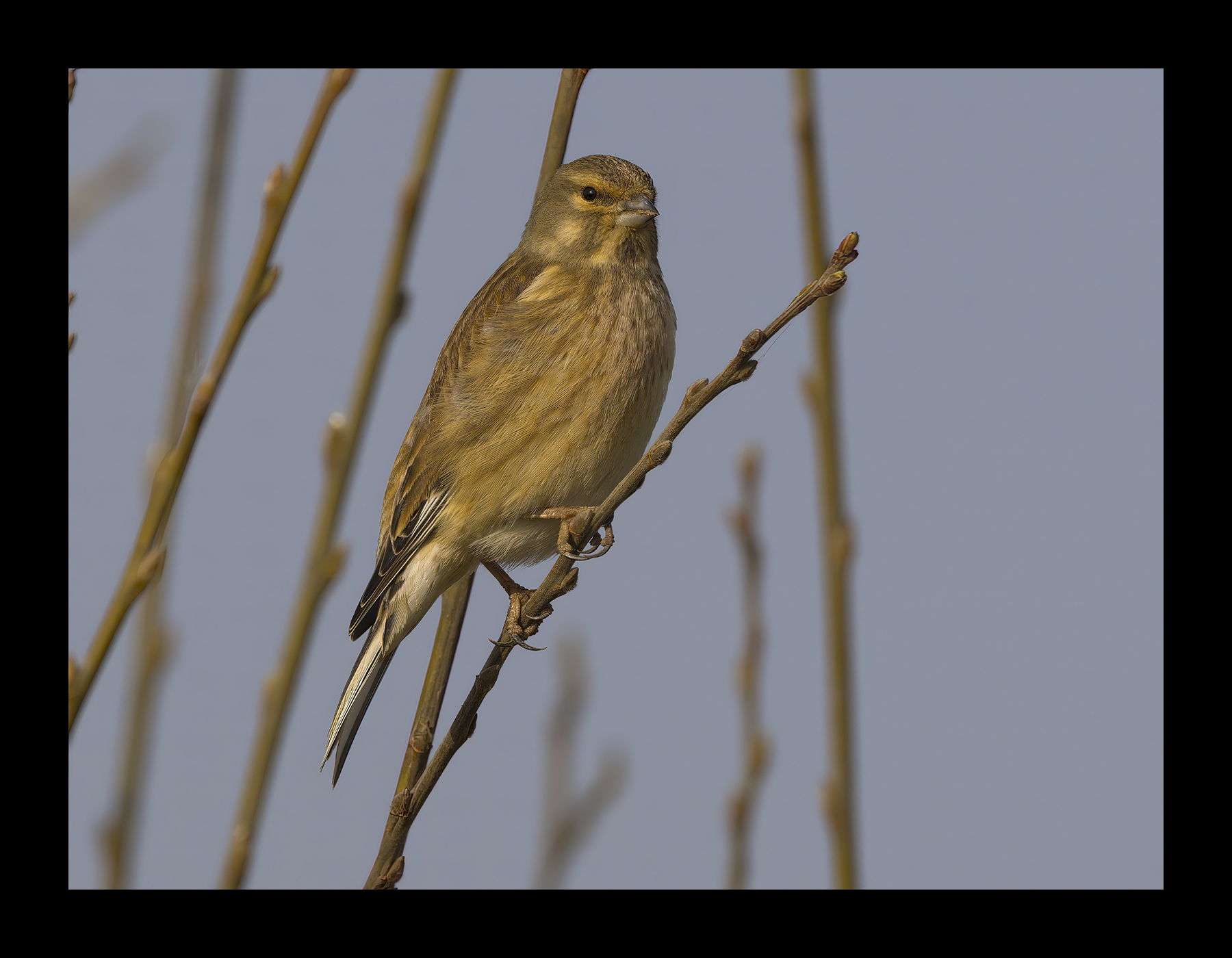 DSCF5295g-cropped.jpg