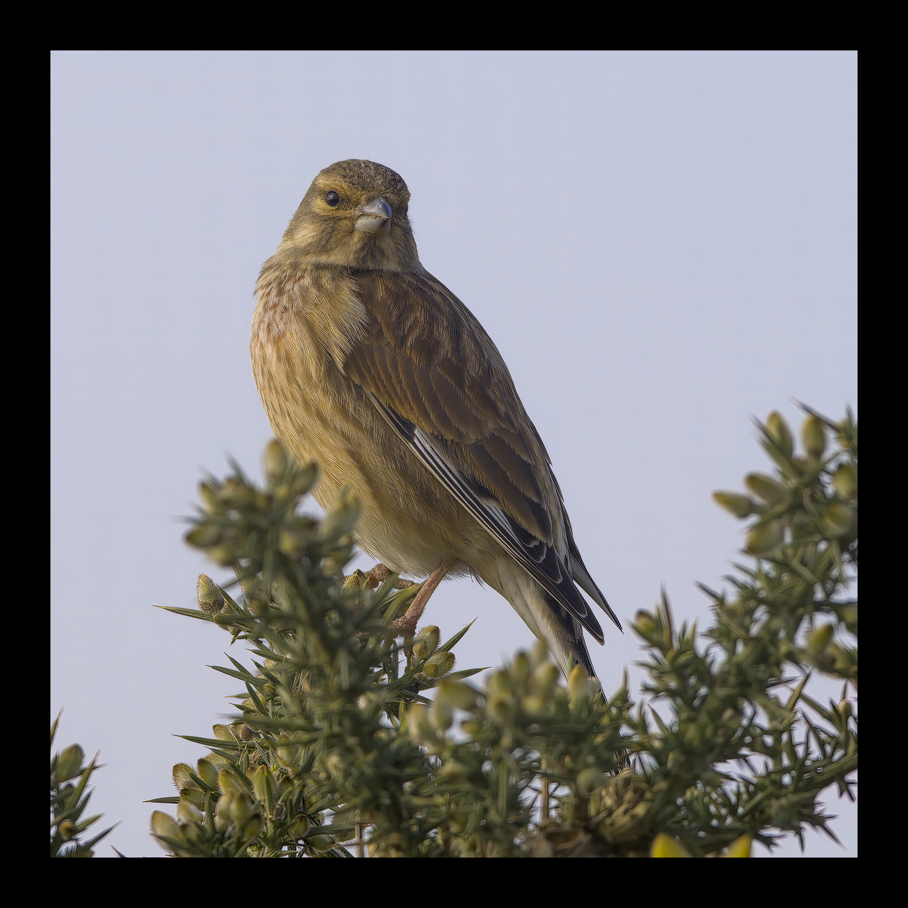 DSCF5344g-cropped.jpg