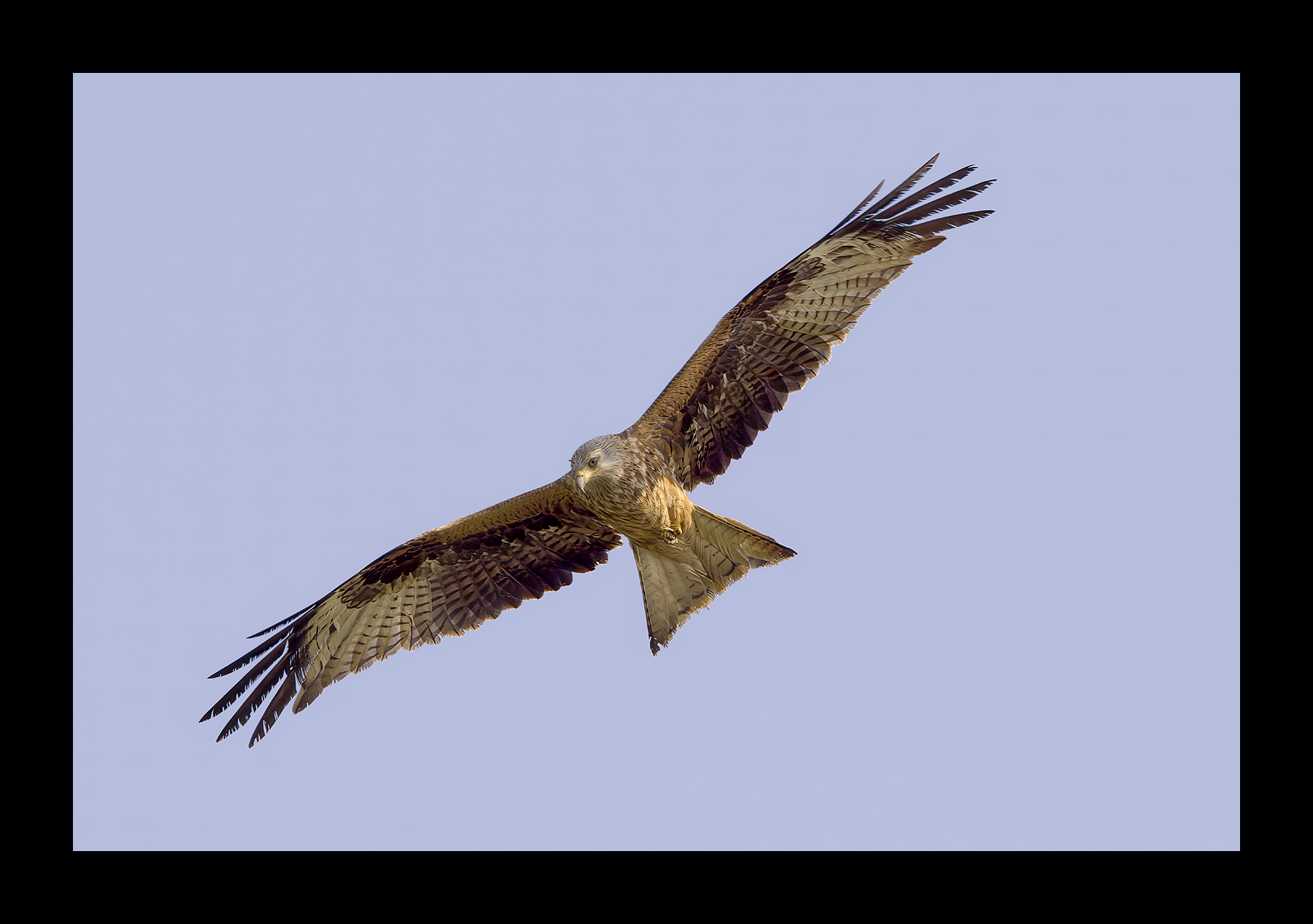 DSCF5652g-cropped.jpg