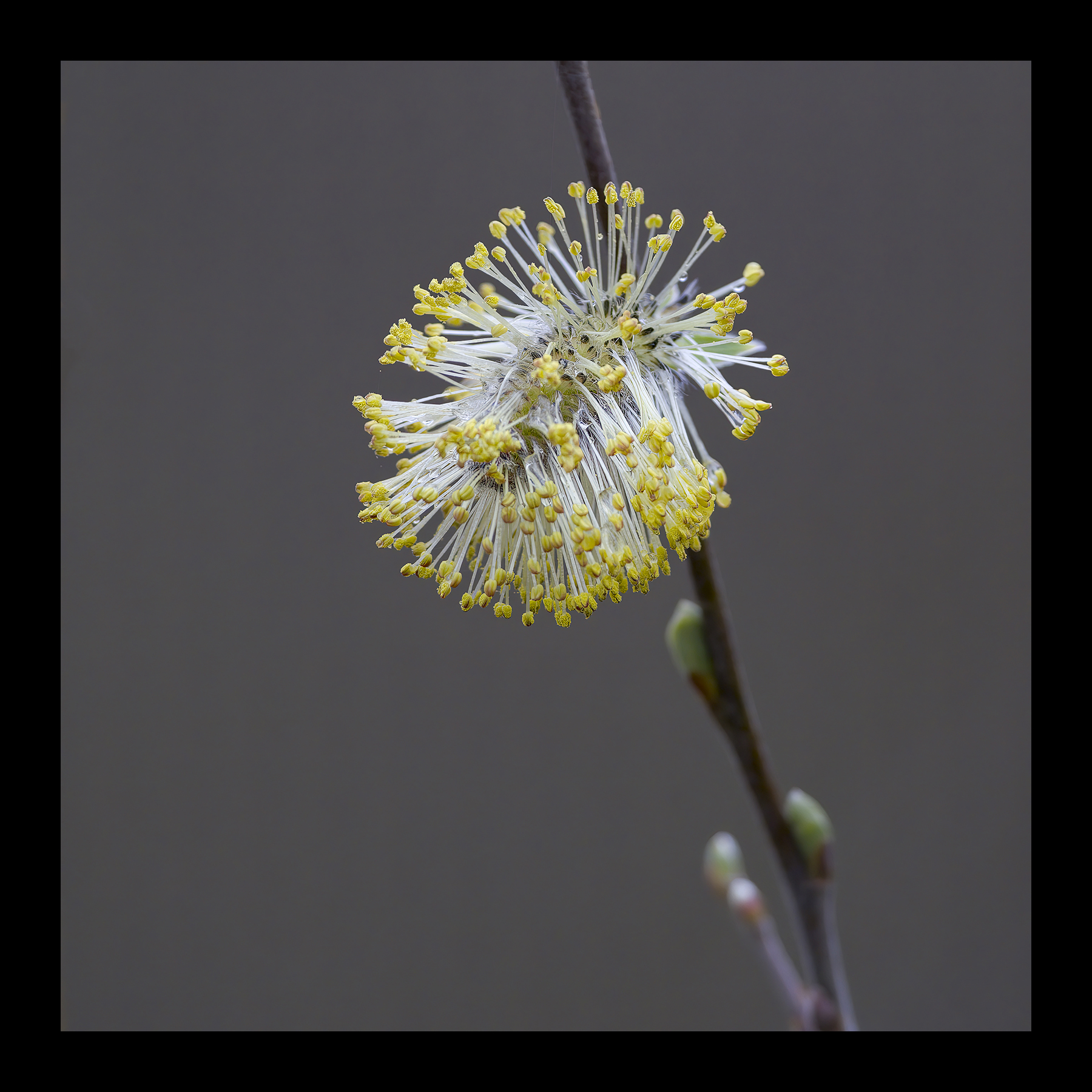 DSCF6645g-cropped.jpg