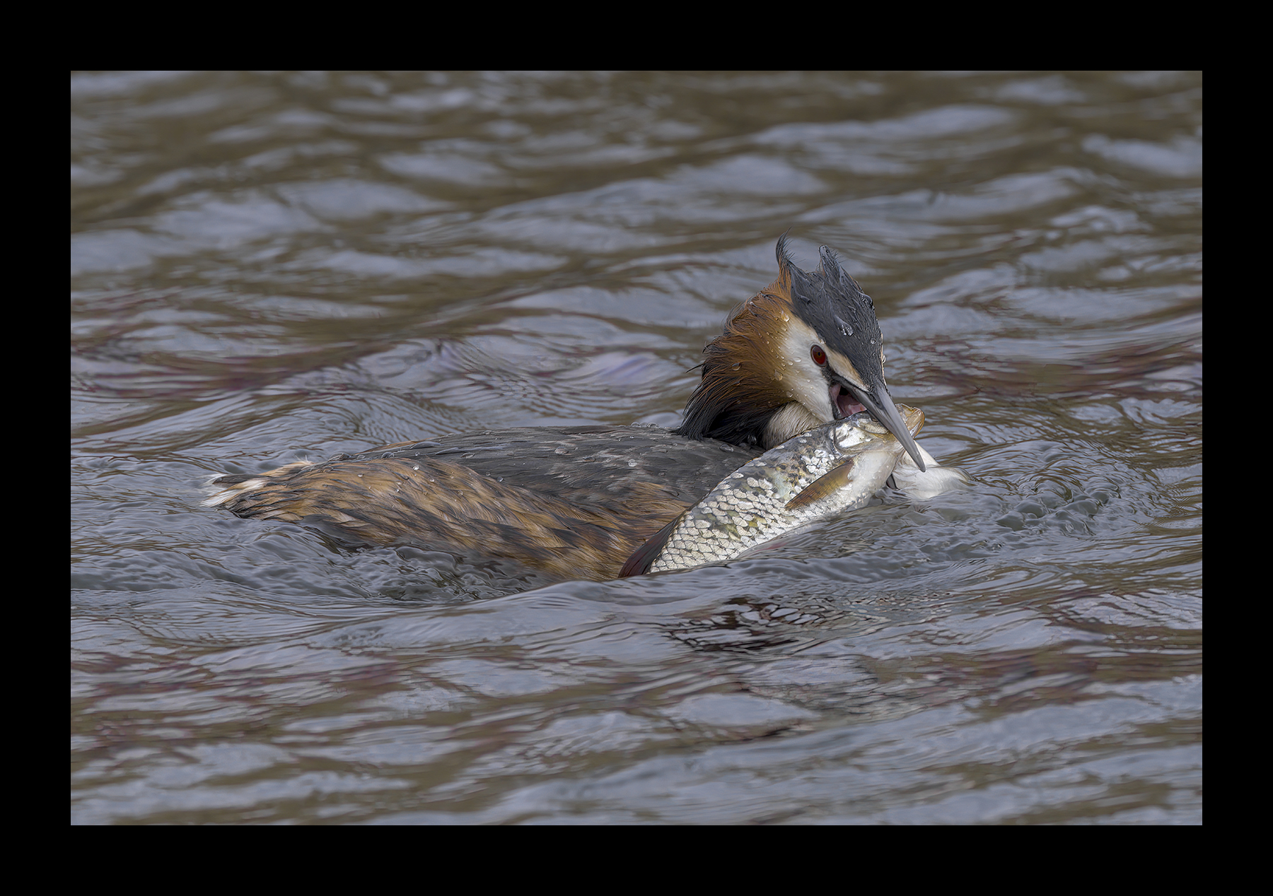 DSCF6671g.jpg