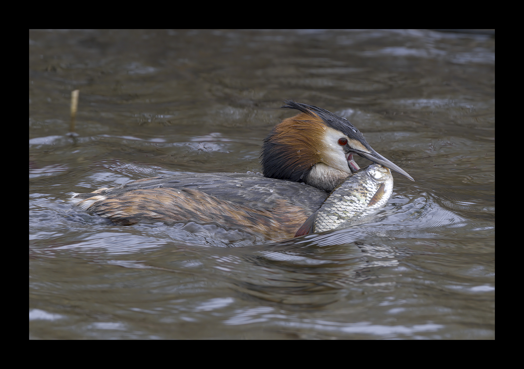 DSCF6673g-cropped.jpg