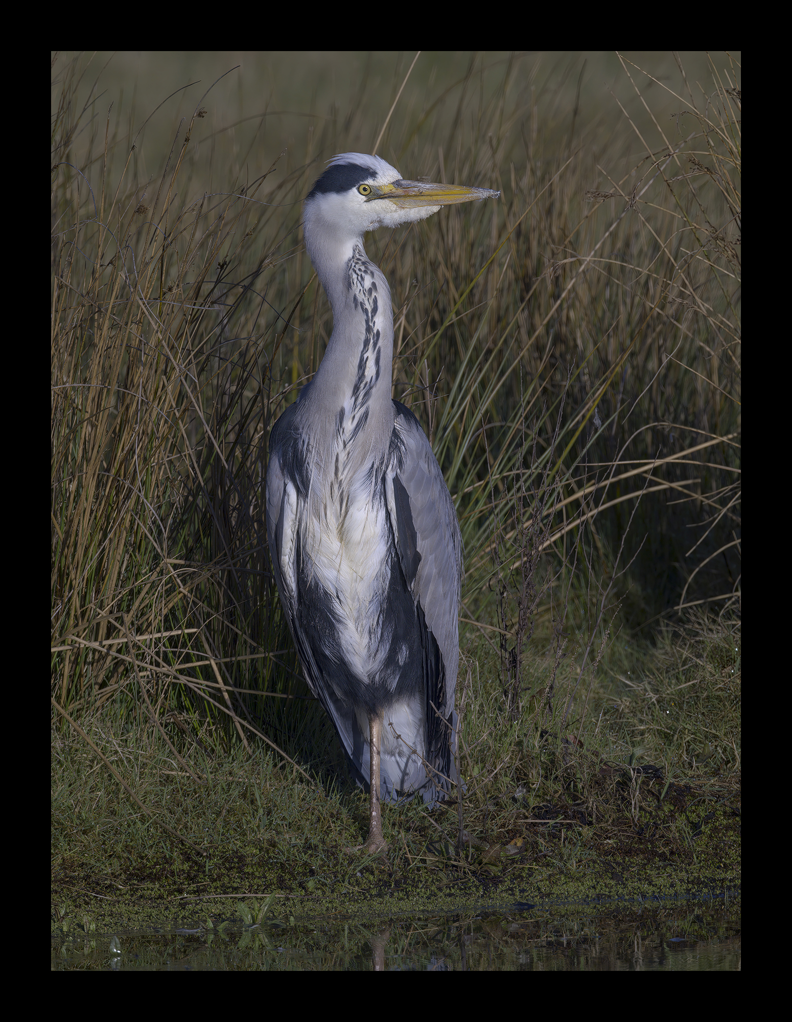 DSCF6699g-cropped.jpg