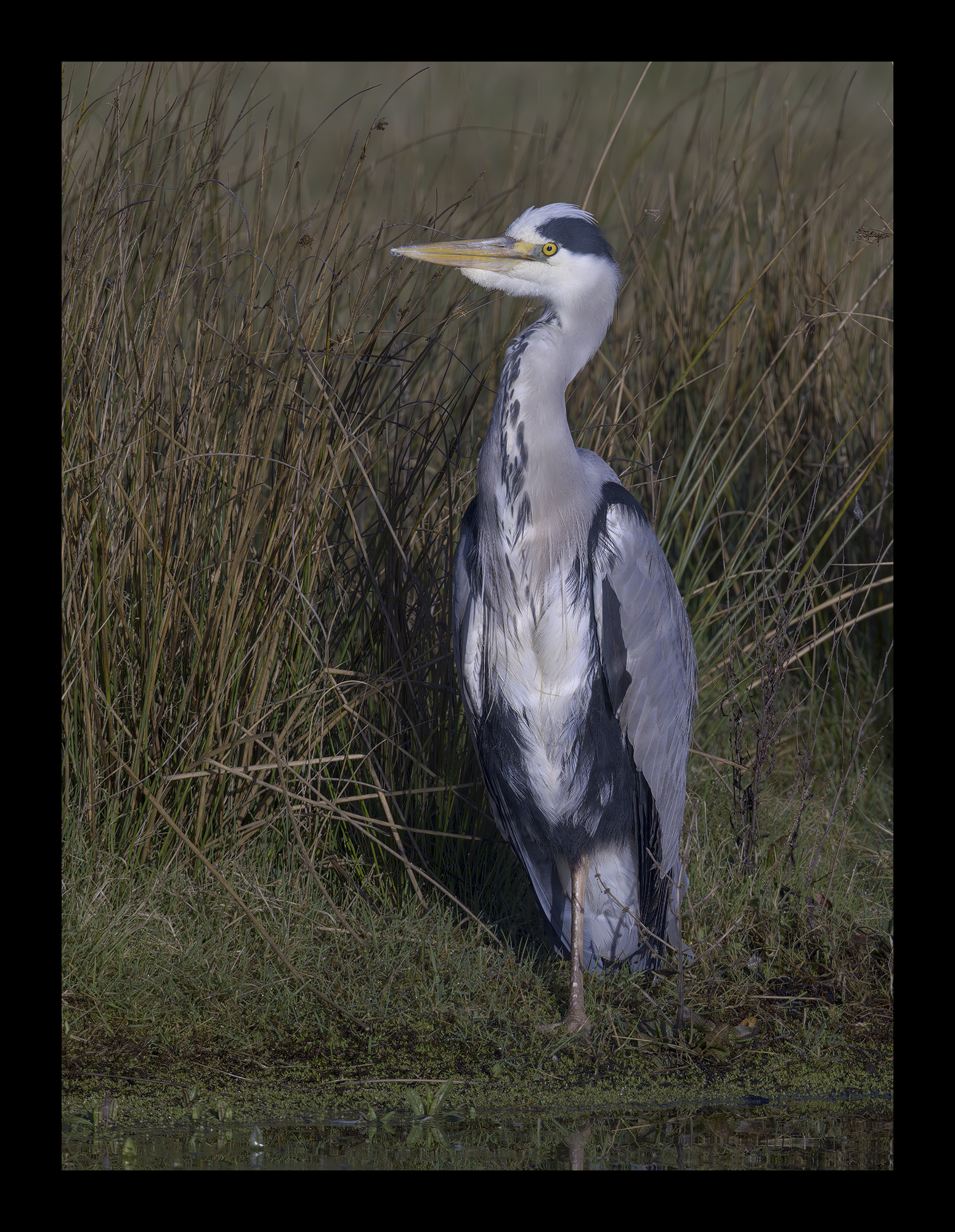 DSCF6703g-cropped.jpg