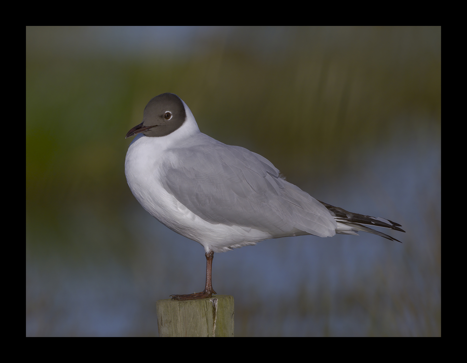 DSCF6745g-cropped.jpg