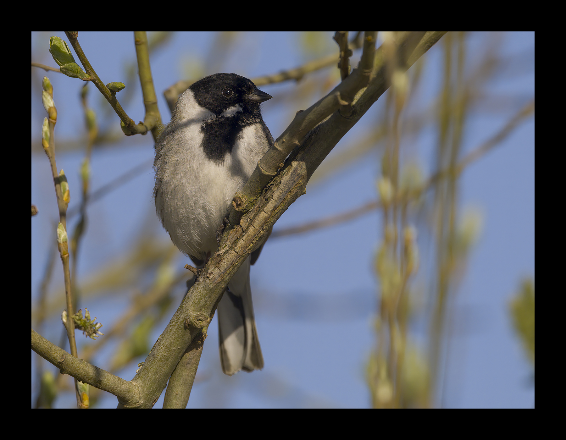 DSCF6814g-cropped.jpg