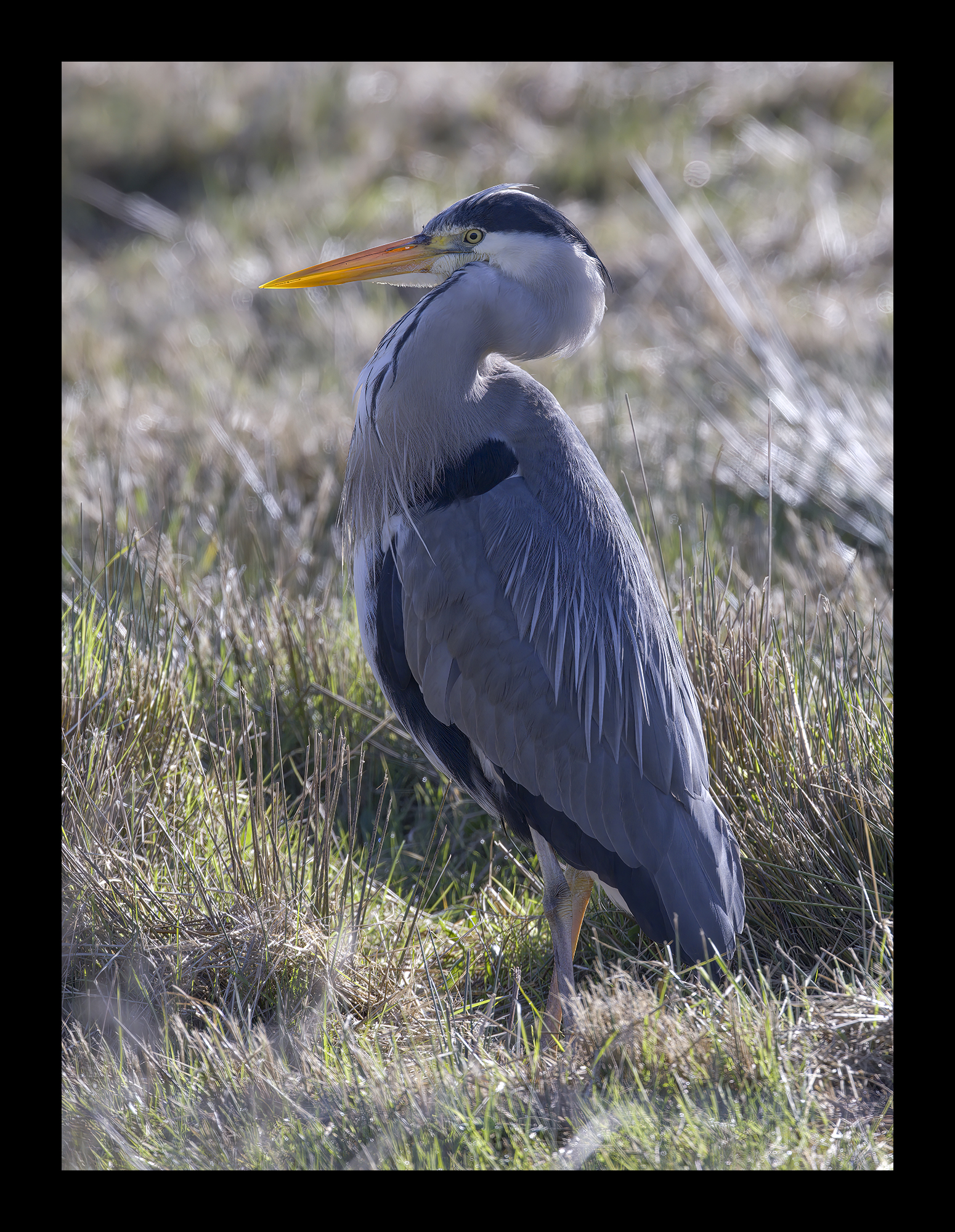 DSCF6856g-cropped.jpg