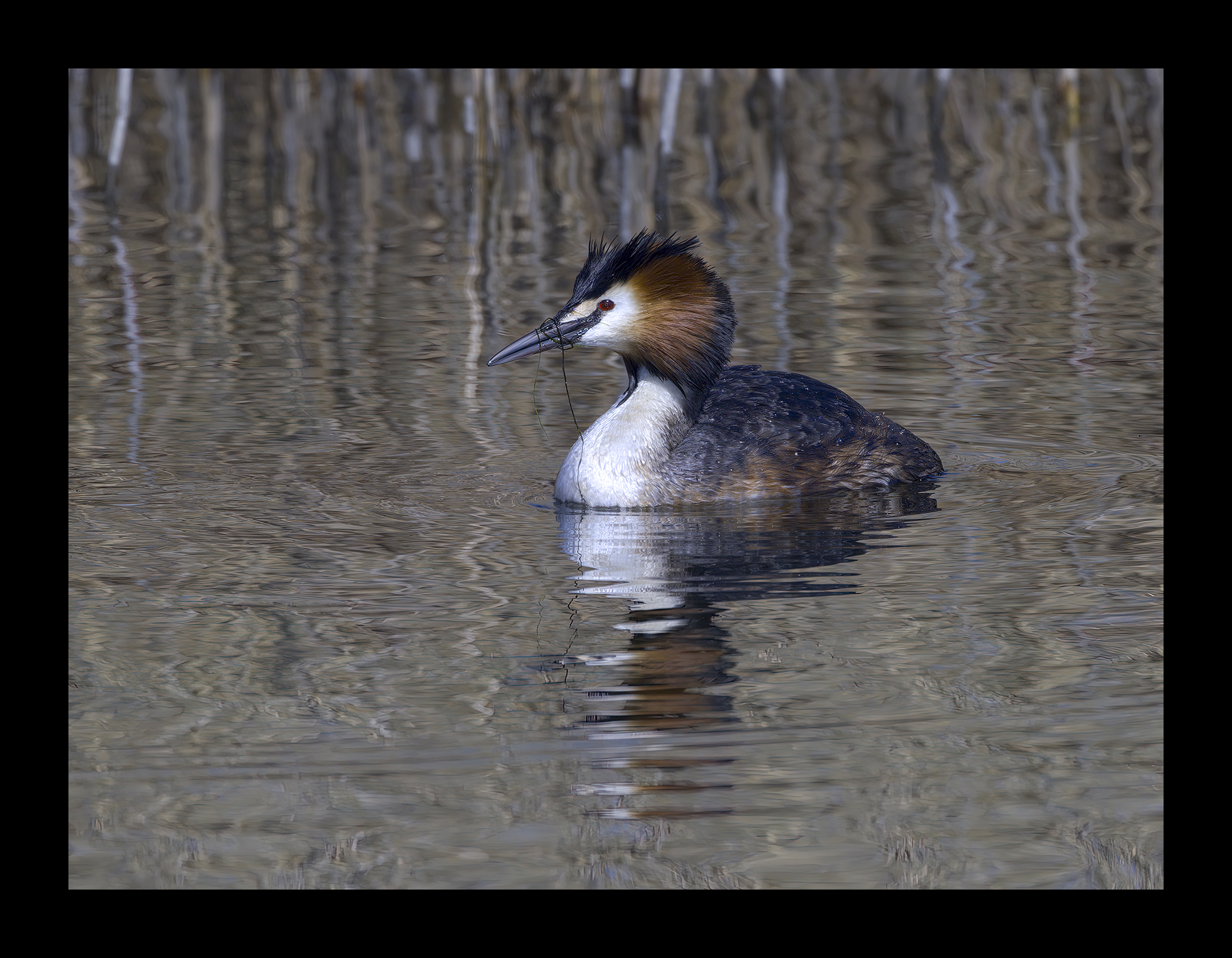 DSCF7017g-cropped.jpg