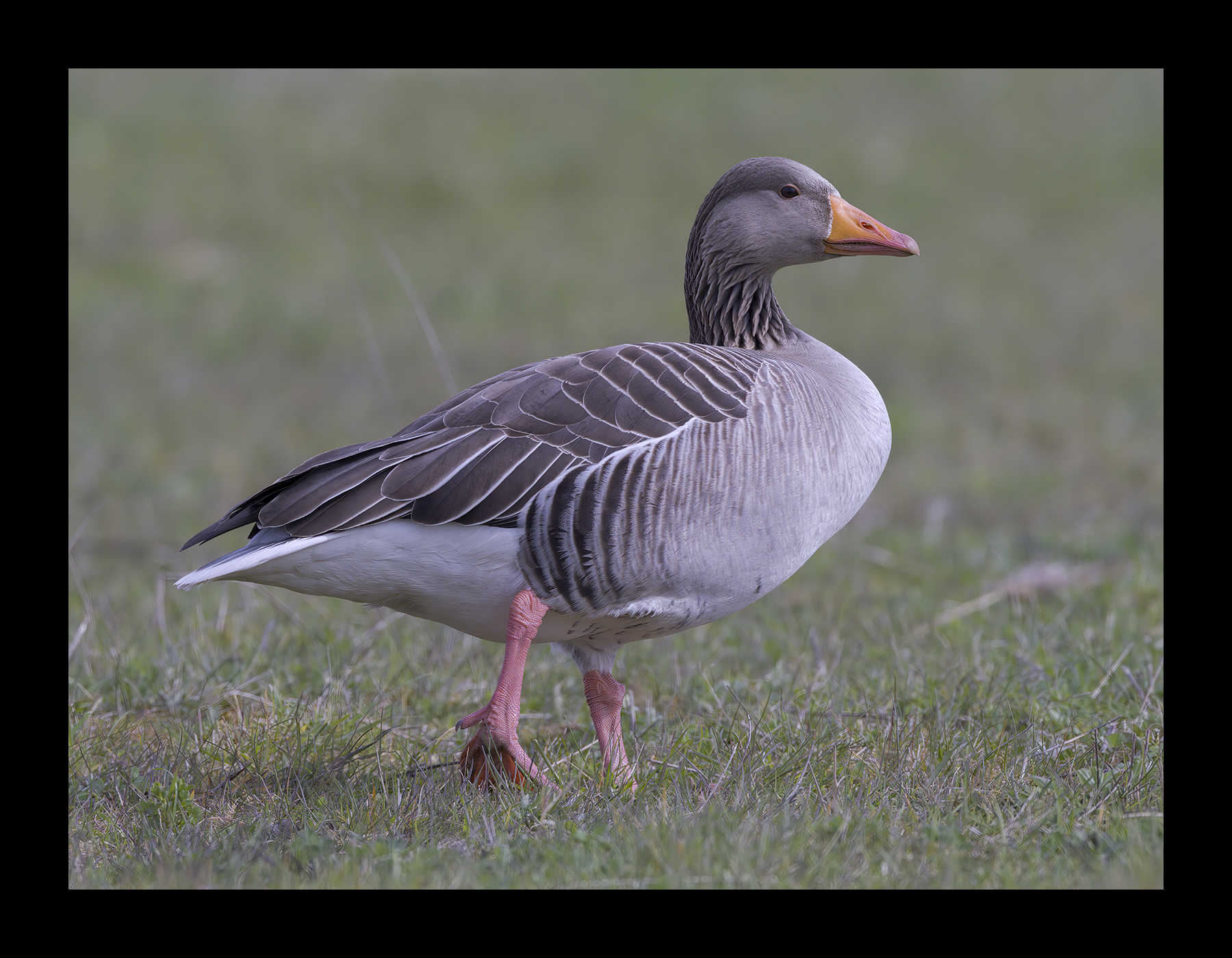 DSCF7311g-cropped.jpg