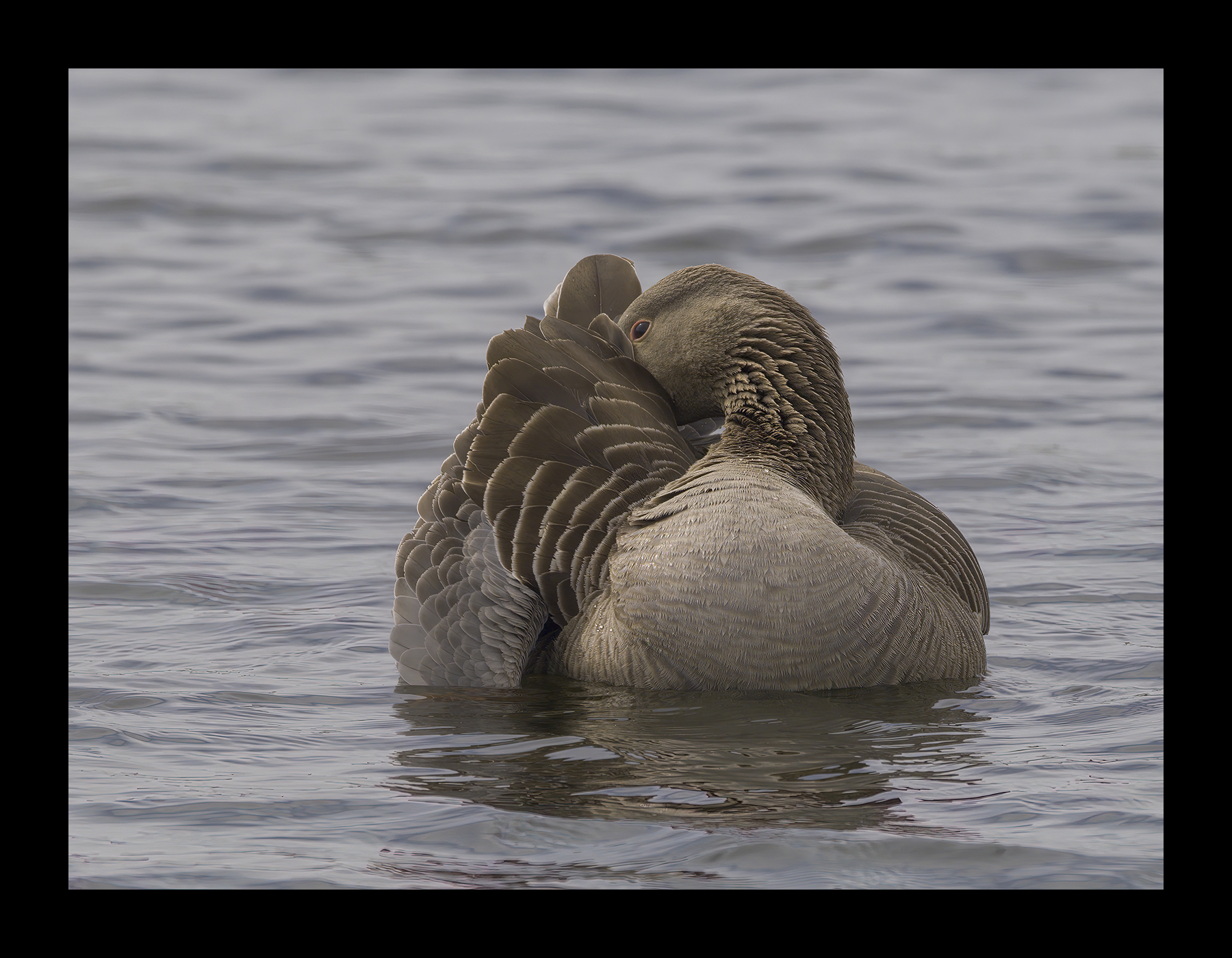 DSCF7463g-cropped.jpg