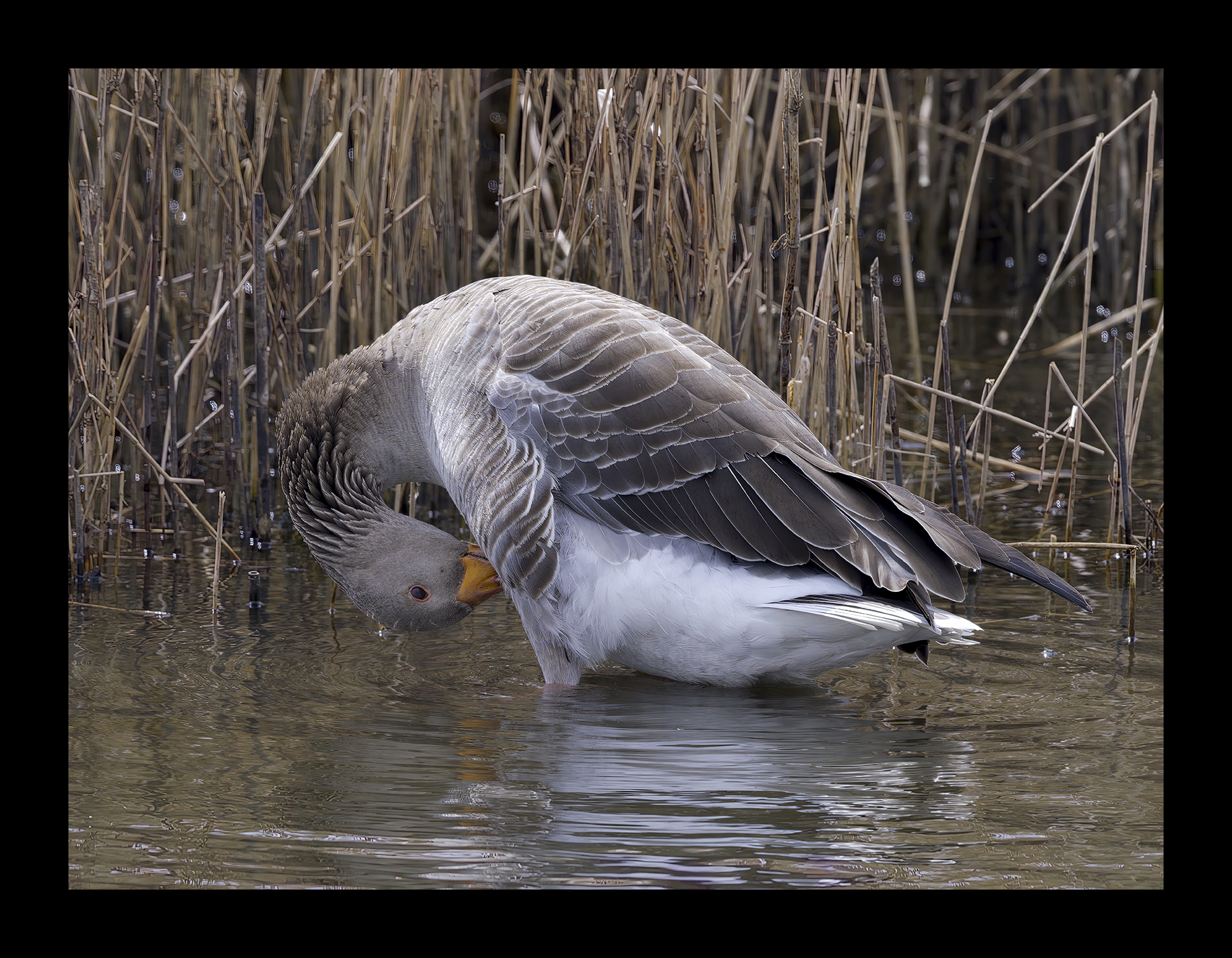 DSCF7597g-cropped.jpg