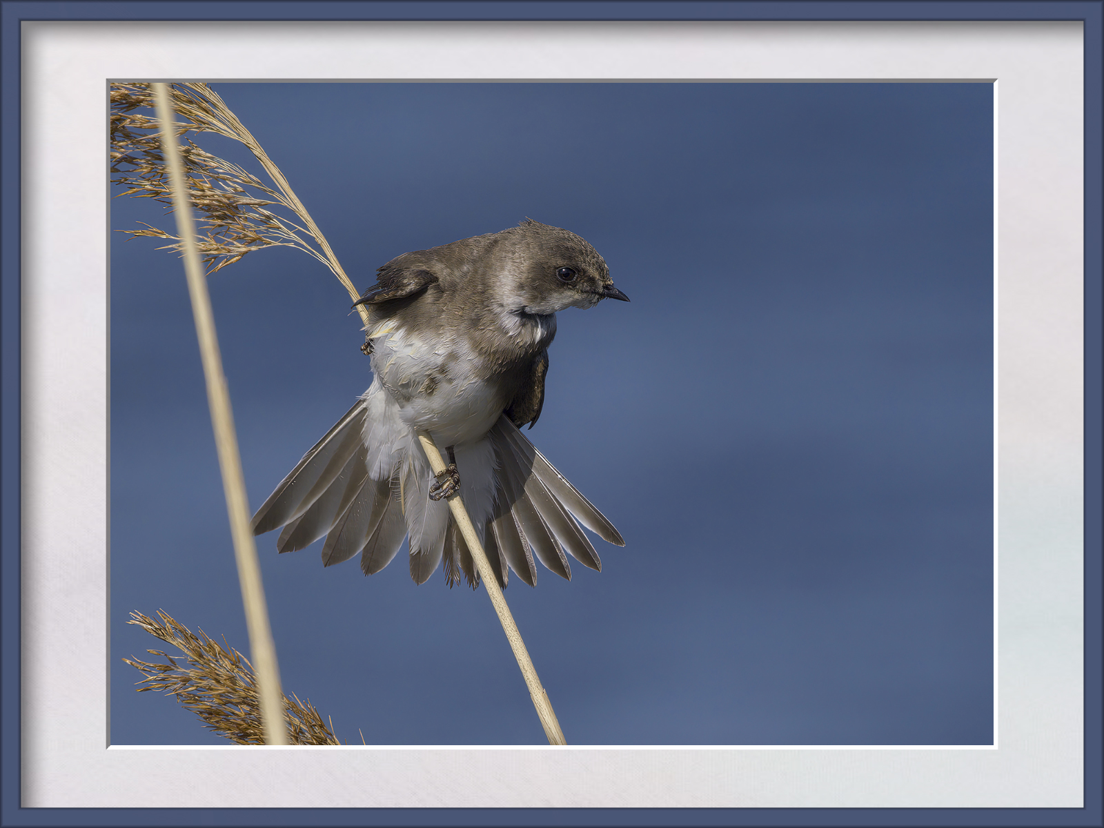 DSCF7991g-cropped.jpg