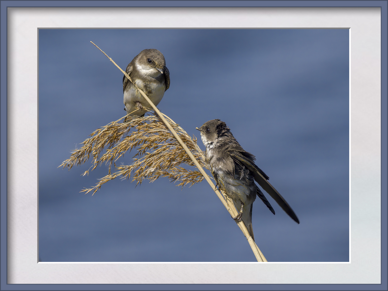 DSCF8174g-cropped.jpg