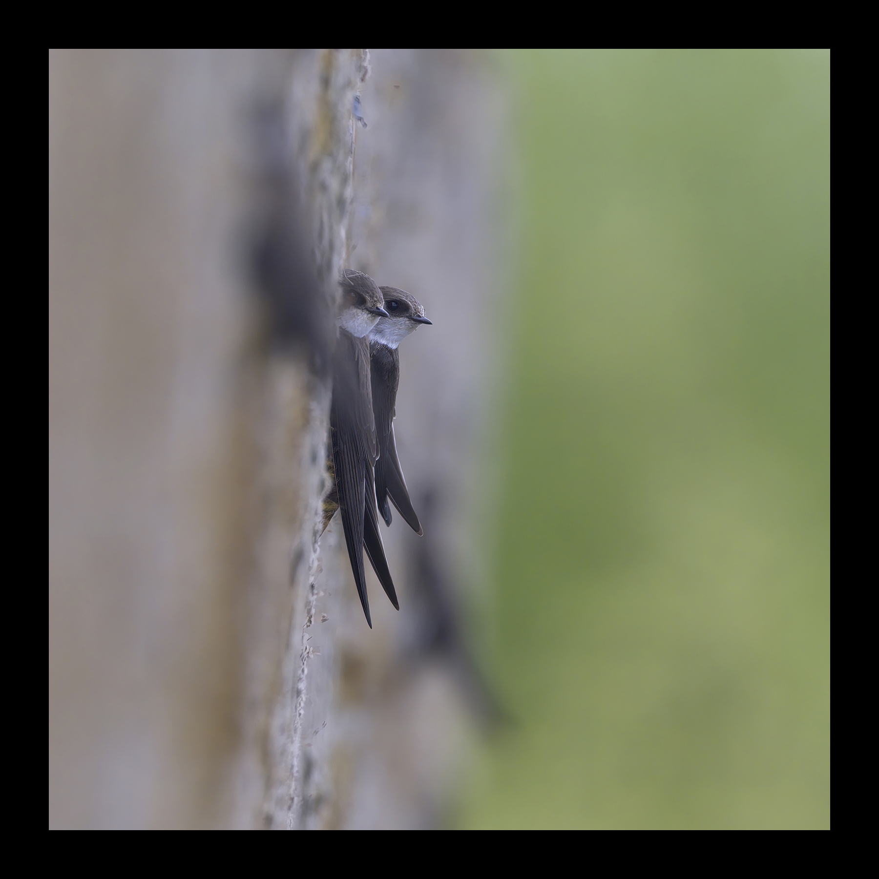 DSCF8575g-cropped.jpg
